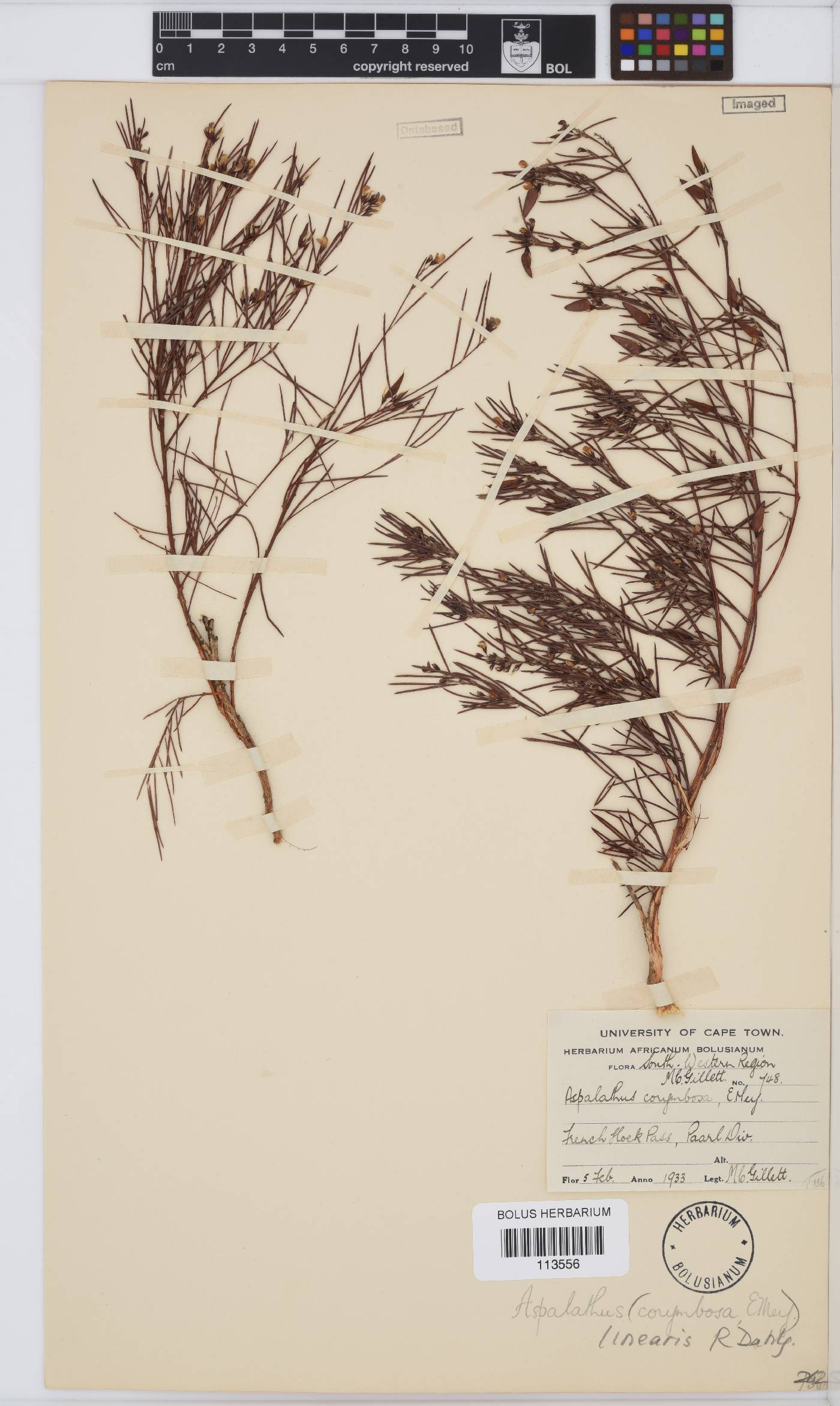 Aspalathus linearis image