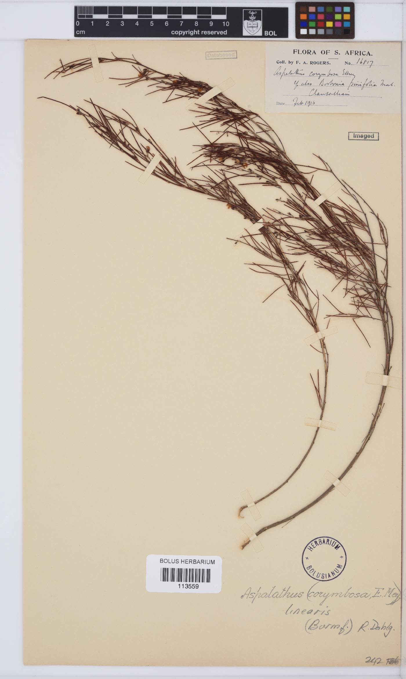 Aspalathus linearis image