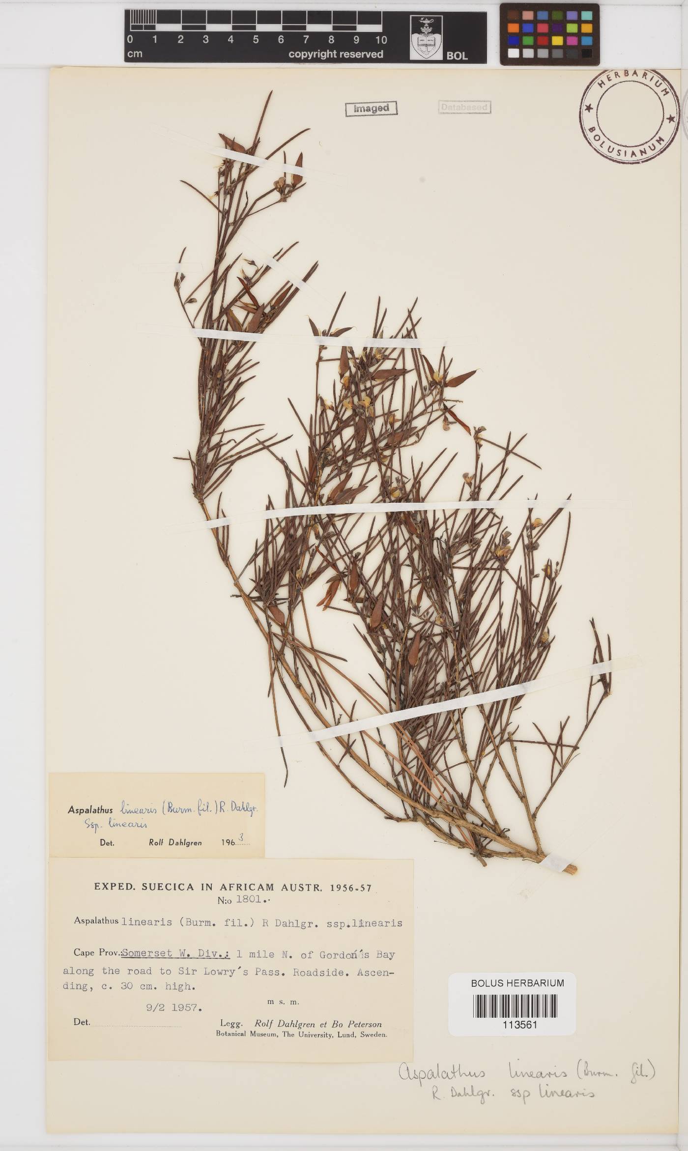 Aspalathus linearis image
