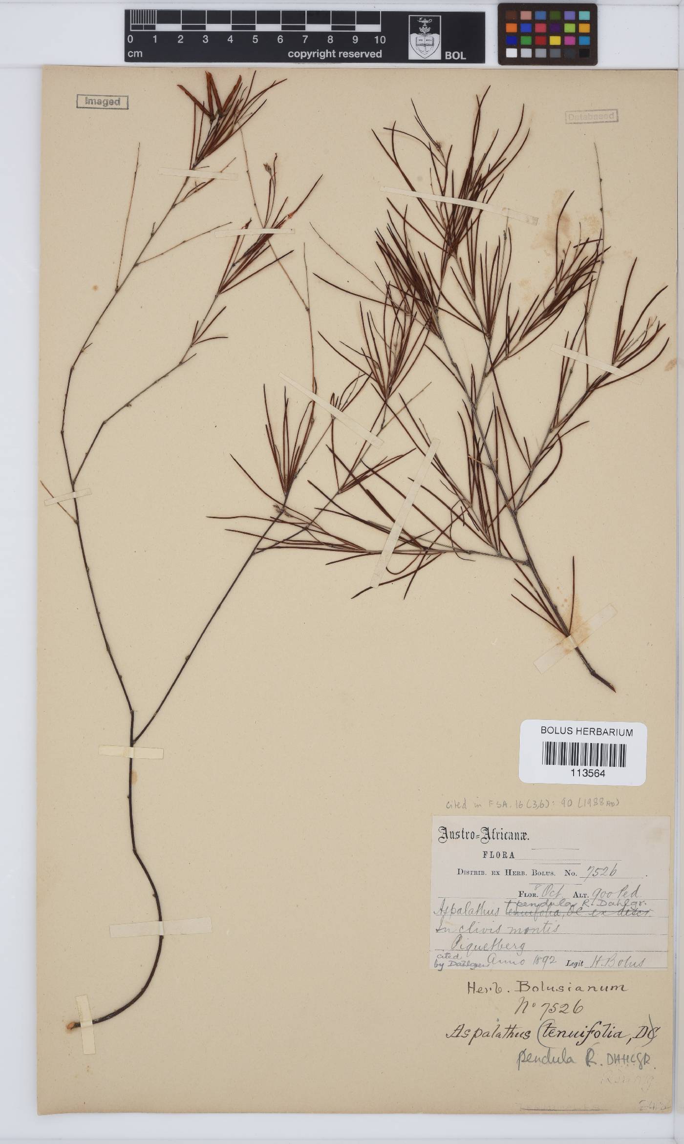 Aspalathus pendula image