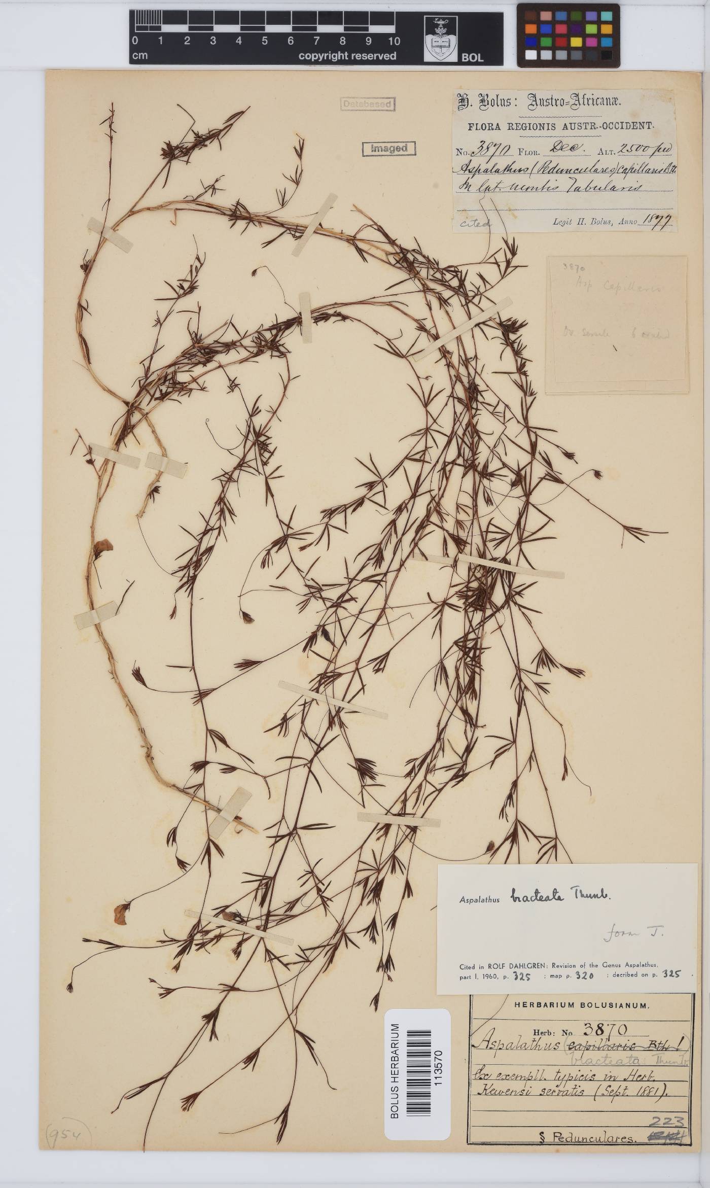 Aspalathus bracteata image