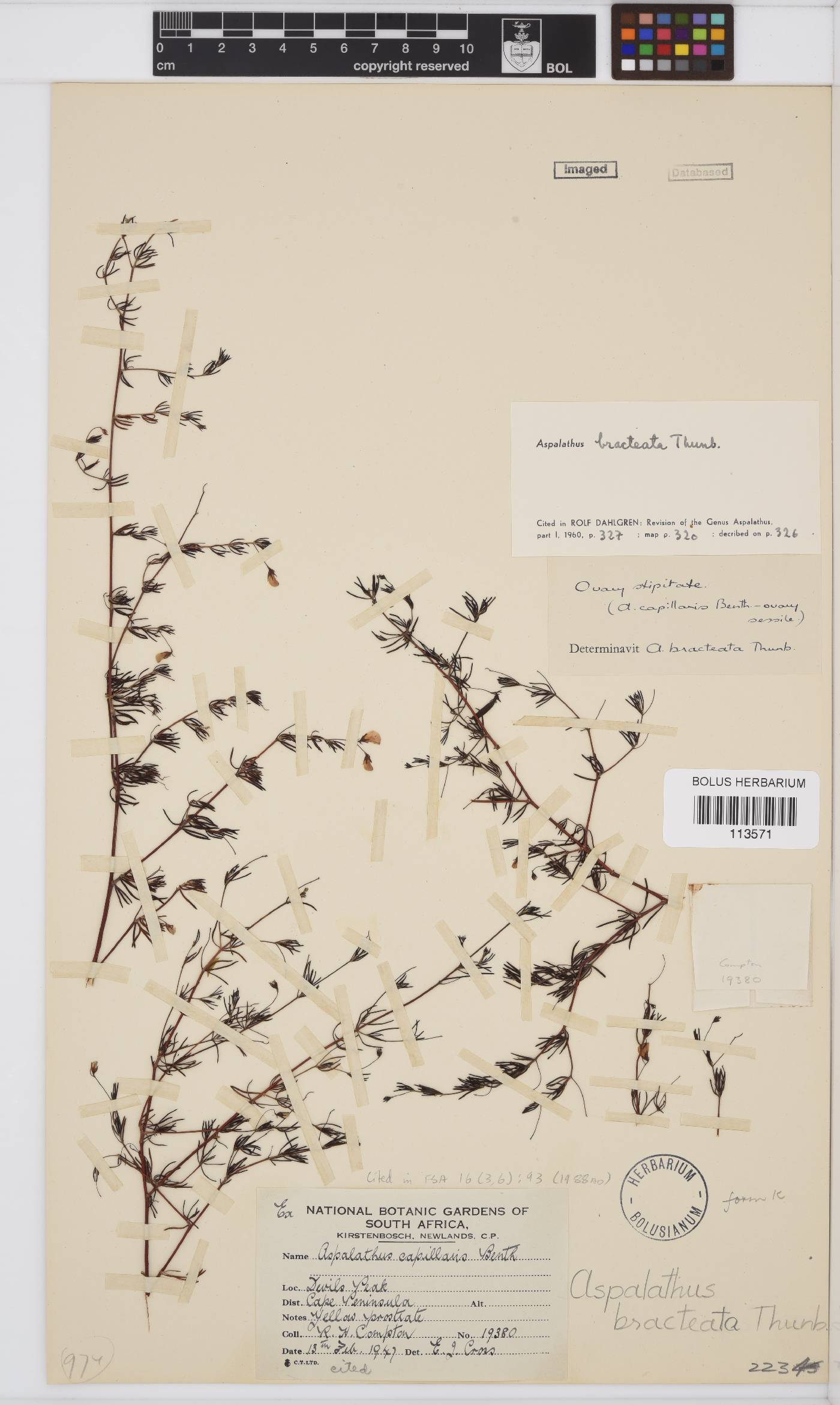 Aspalathus bracteata image