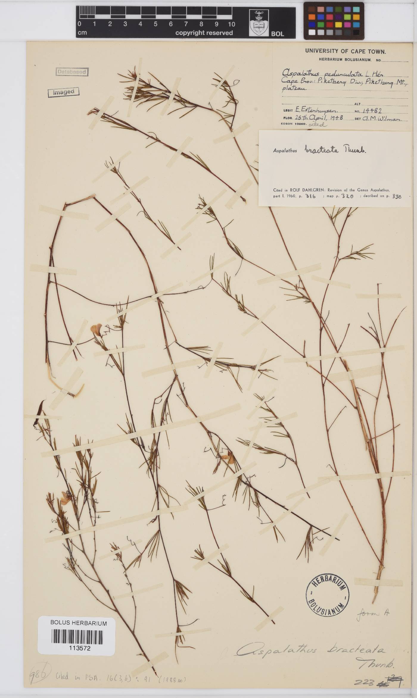 Aspalathus bracteata image