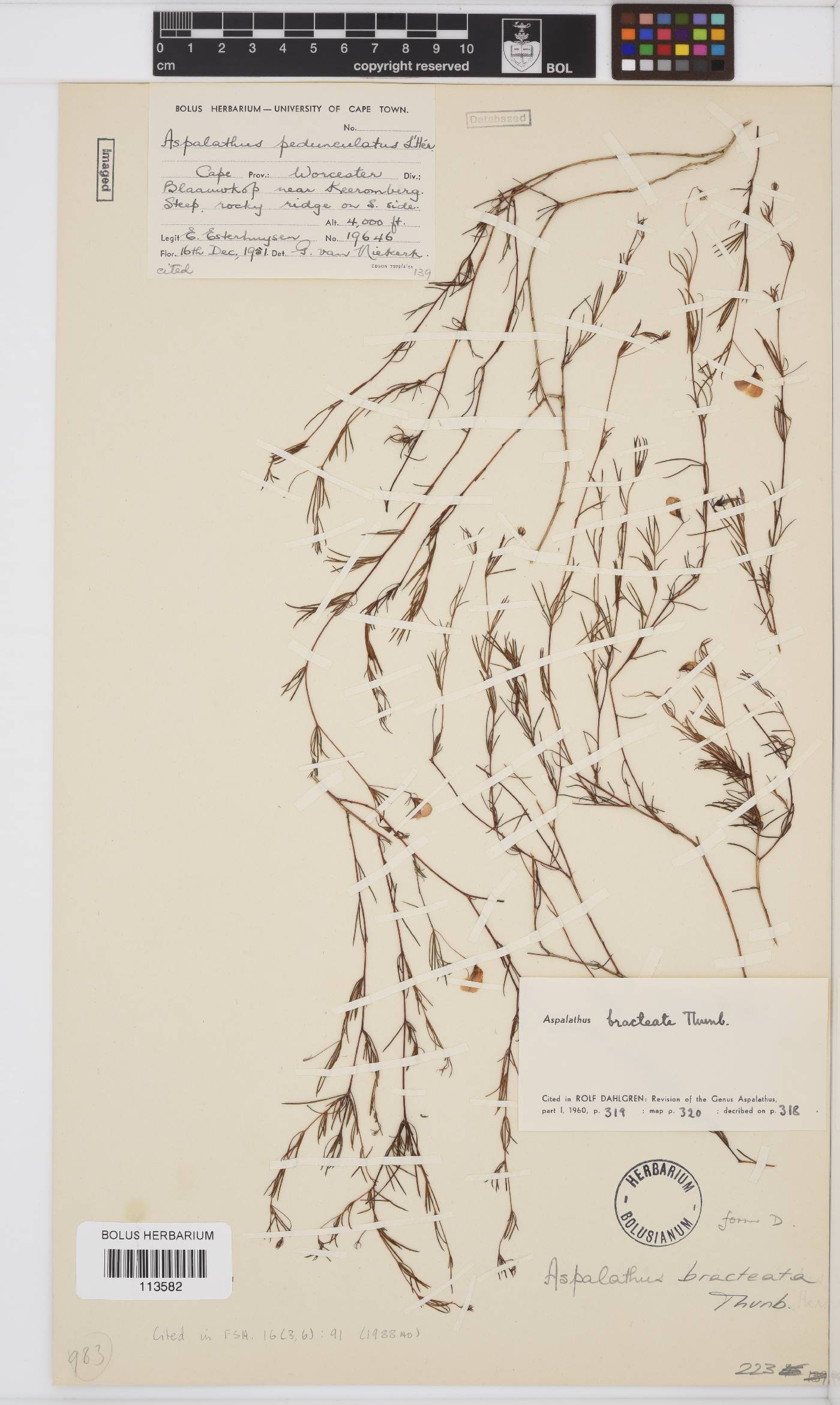 Aspalathus bracteata image