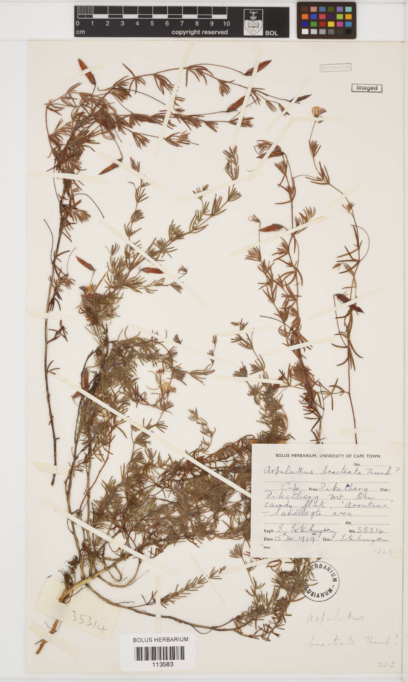 Aspalathus bracteata image
