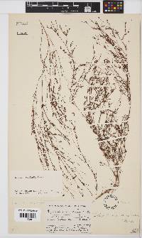 Aspalathus bracteata image