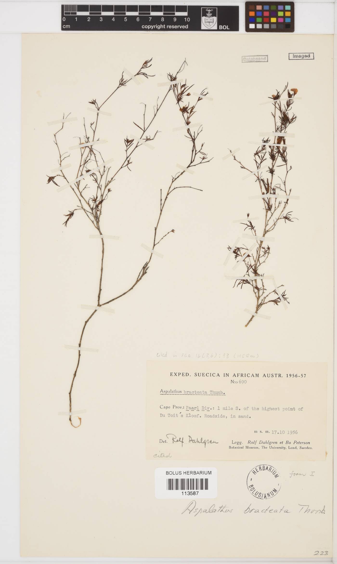 Aspalathus bracteata image