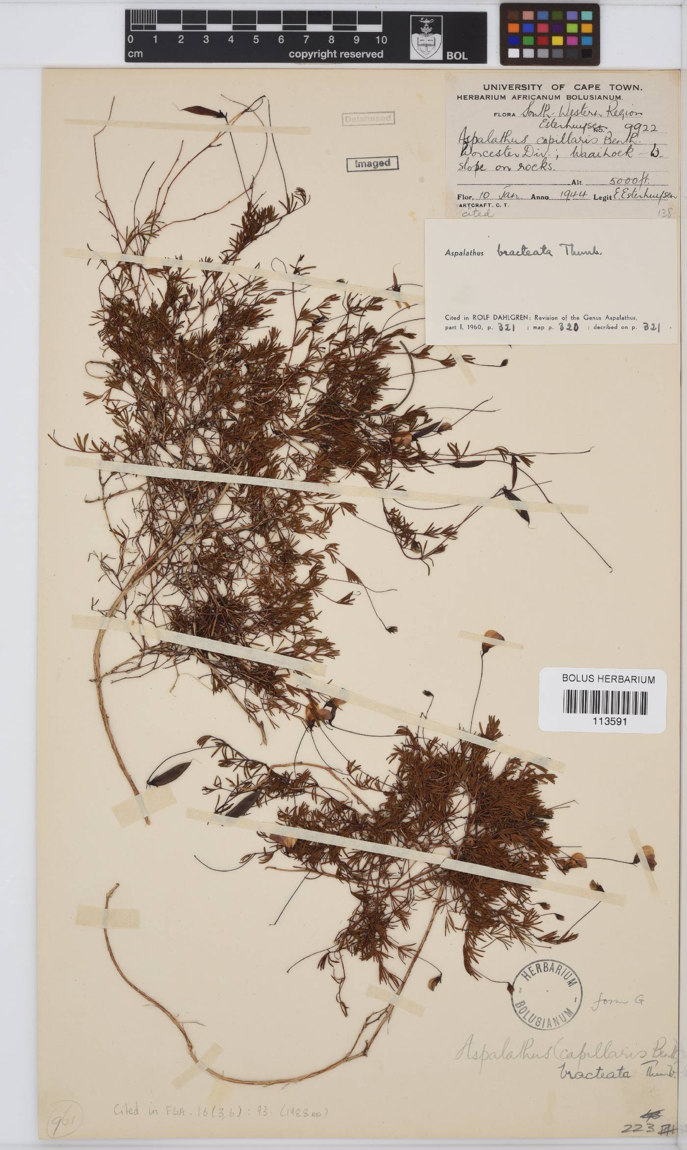 Aspalathus bracteata image