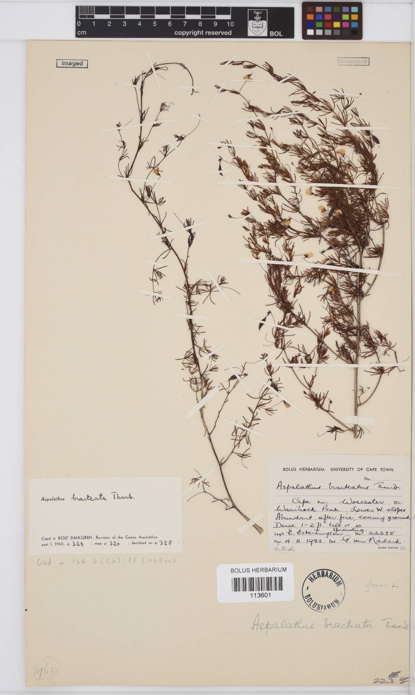 Aspalathus bracteata image