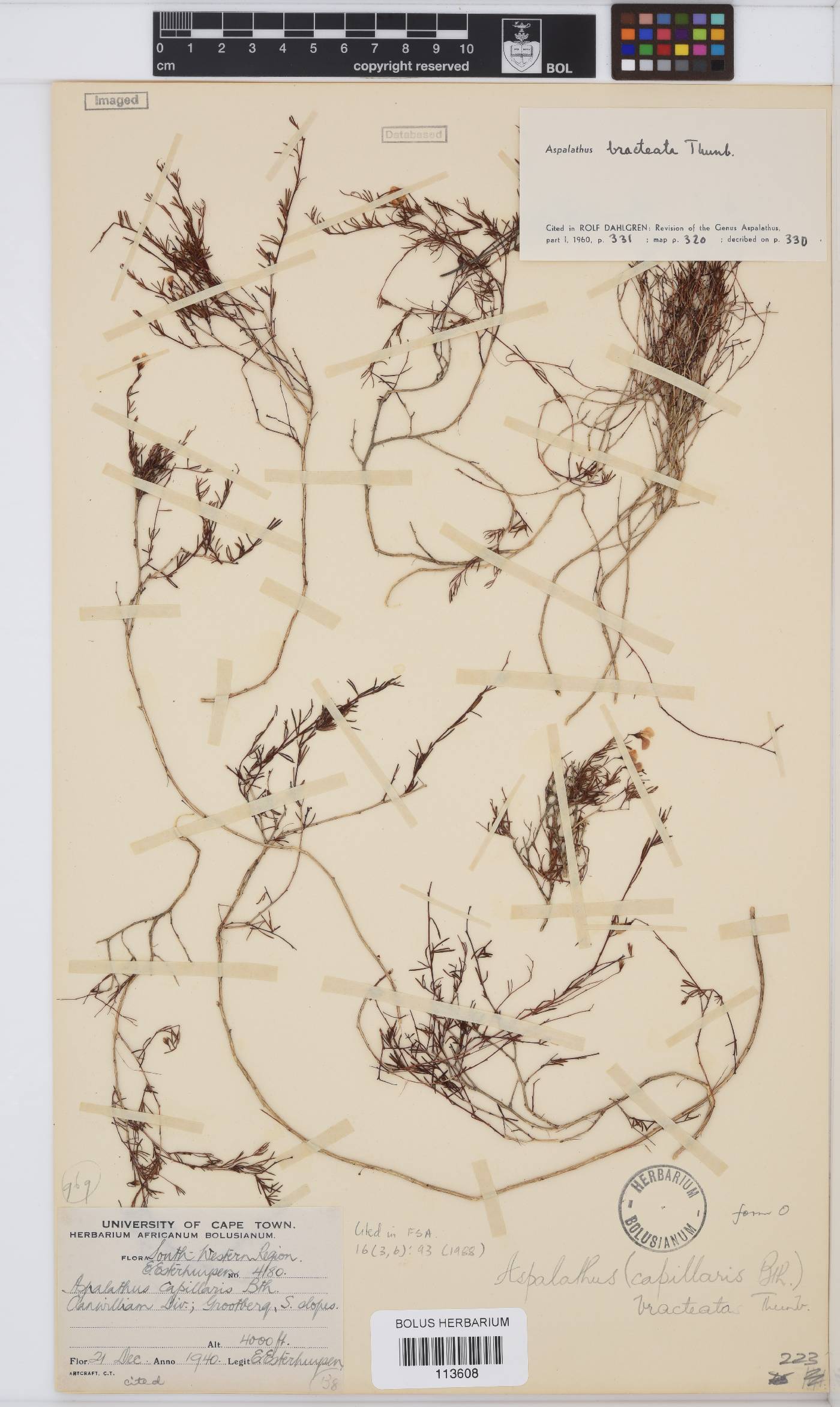 Aspalathus bracteata image