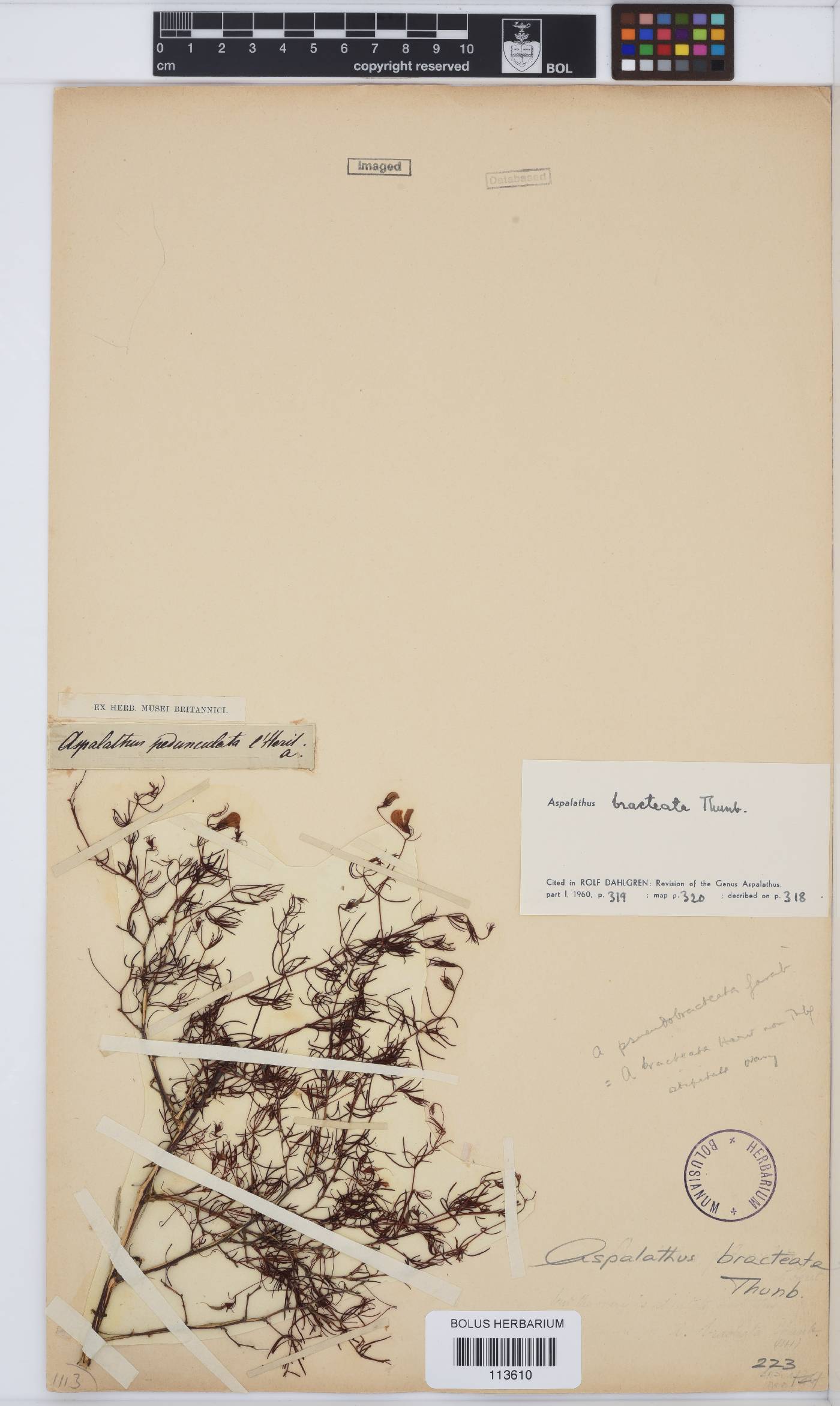 Aspalathus bracteata image