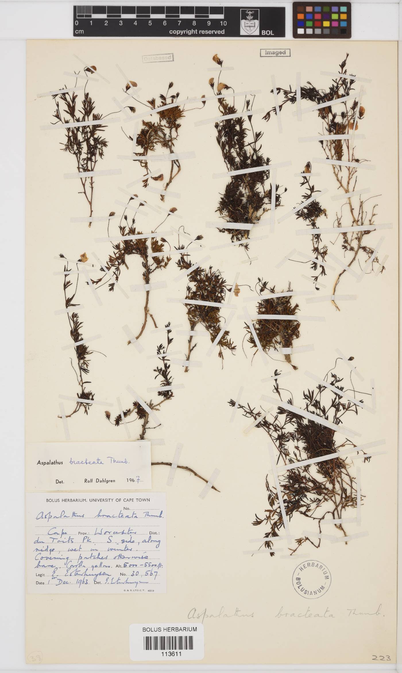 Aspalathus bracteata image
