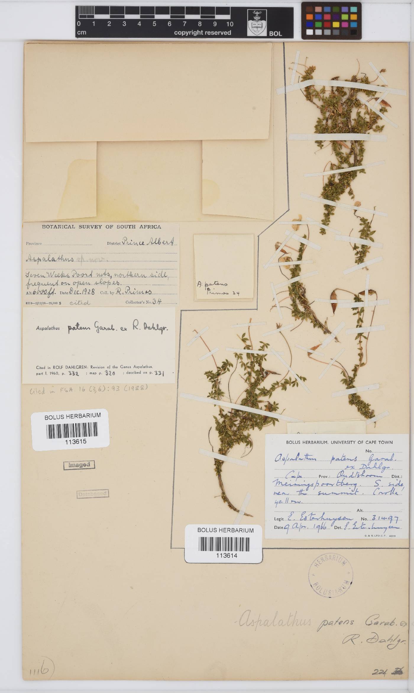 Aspalathus patens image