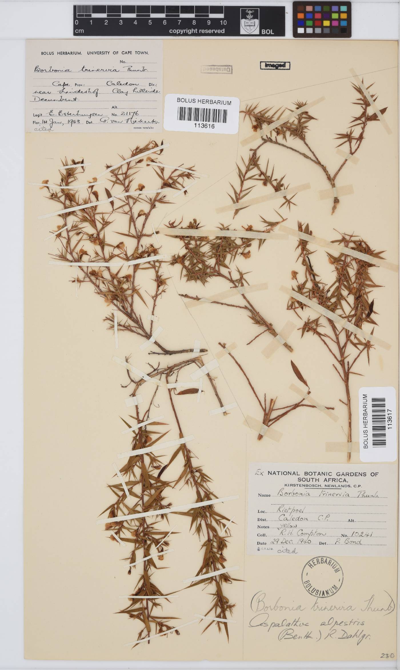 Aspalathus alpestris image