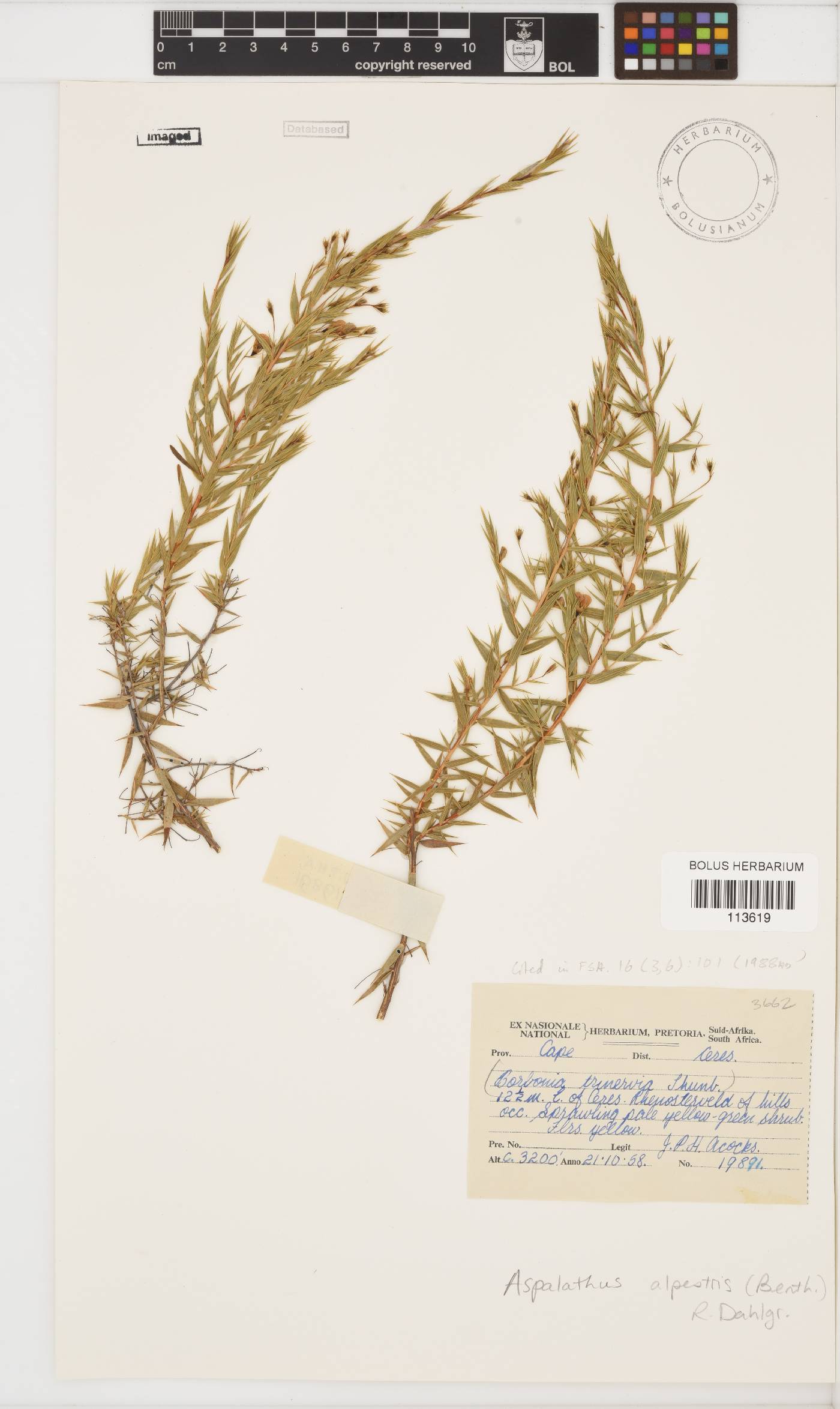 Aspalathus alpestris image