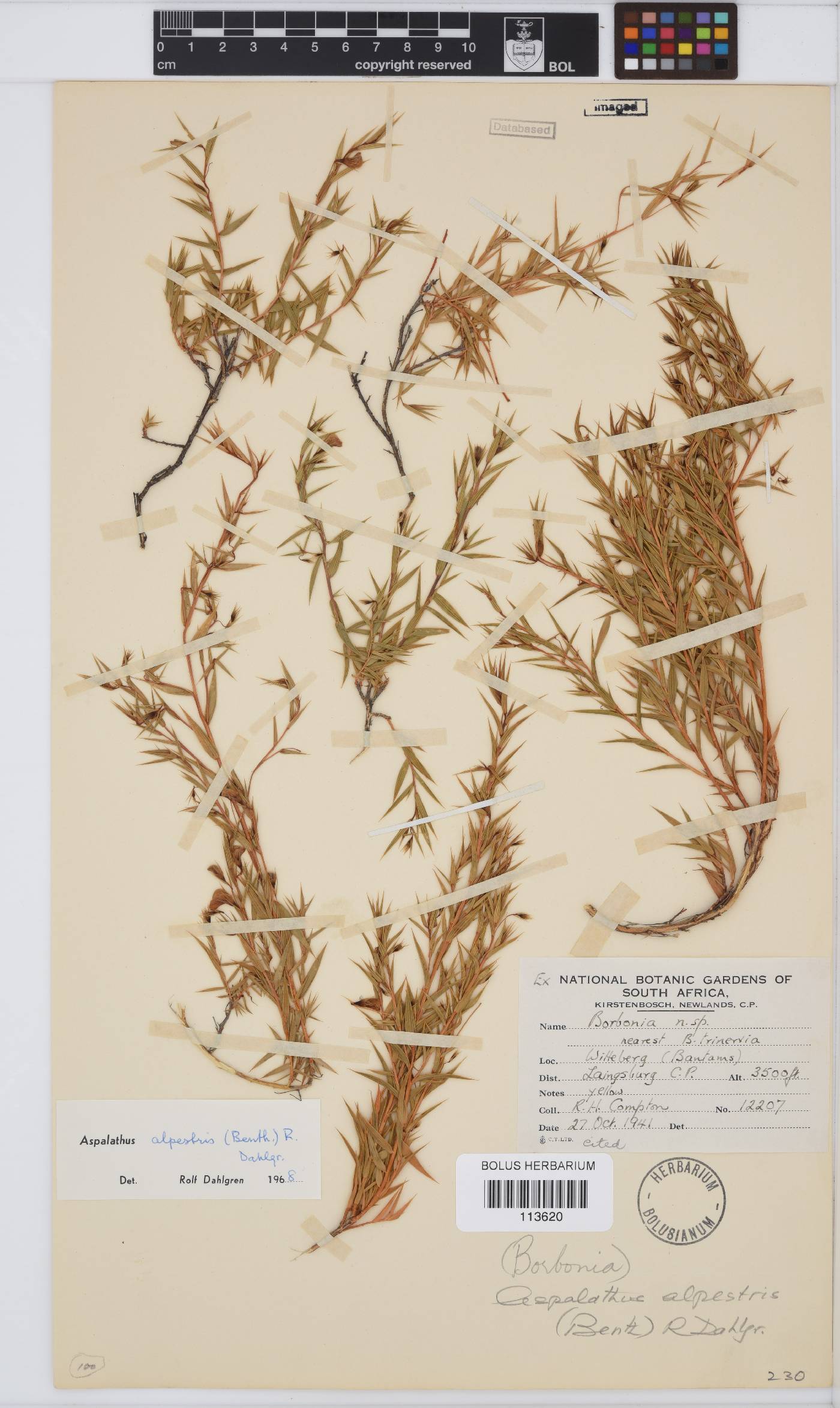 Aspalathus alpestris image