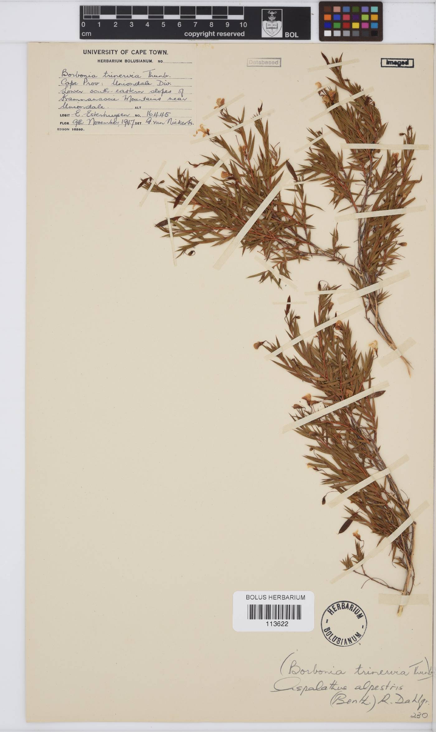 Aspalathus alpestris image