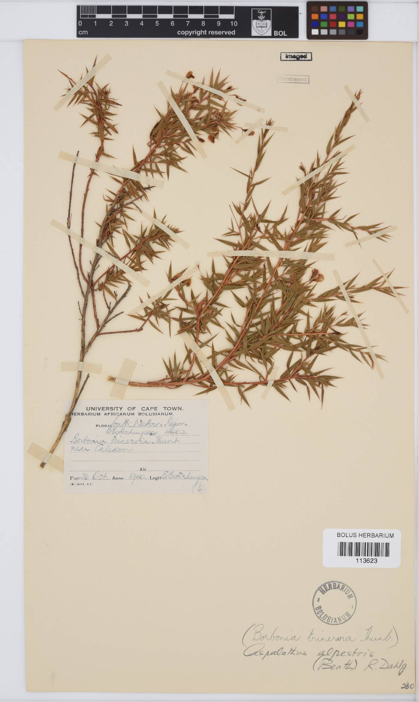 Aspalathus alpestris image