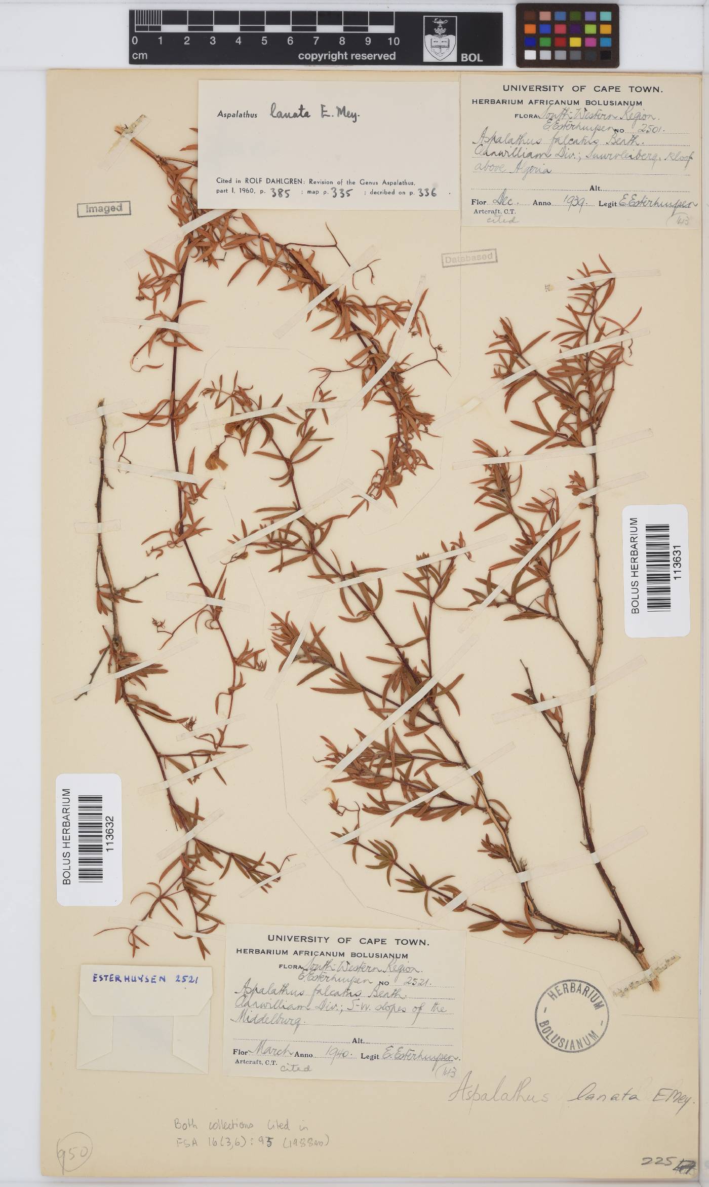 Aspalathus lanata image
