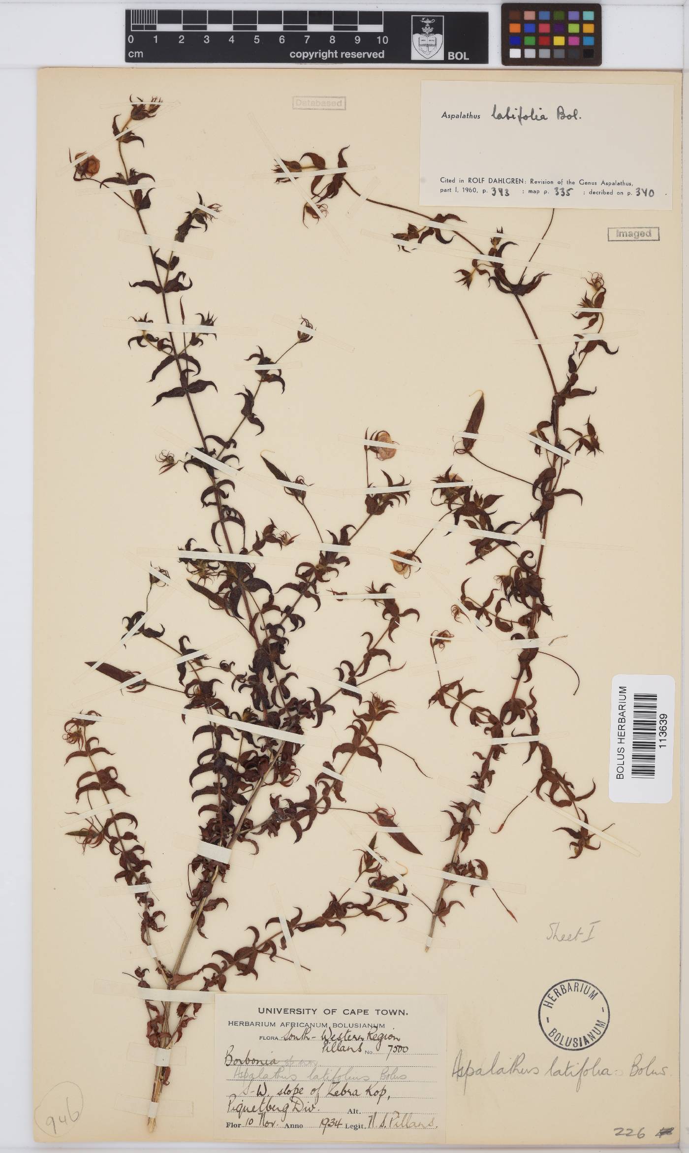 Aspalathus latifolia image