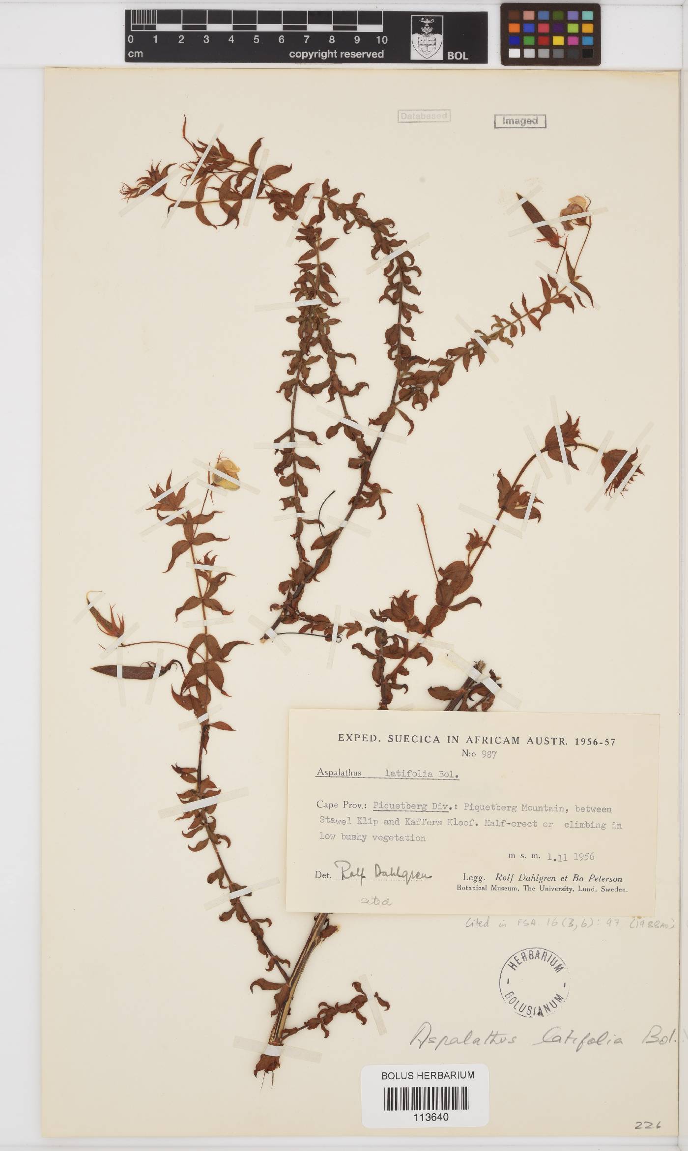 Aspalathus latifolia image