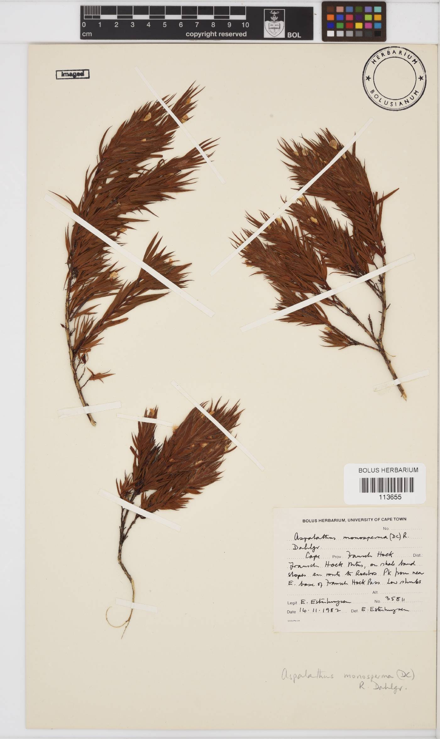 Aspalathus monosperma image