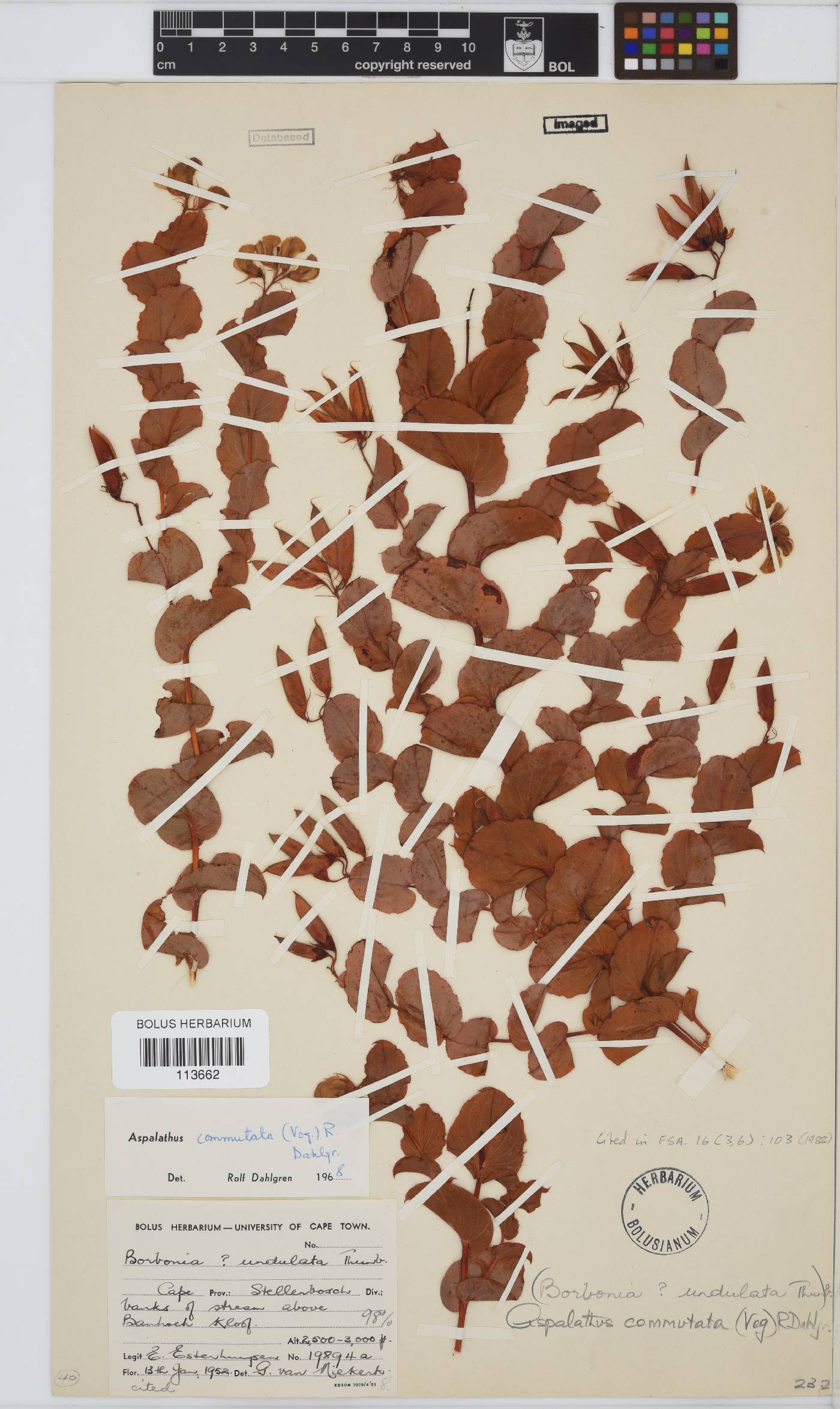 Aspalathus commutata image