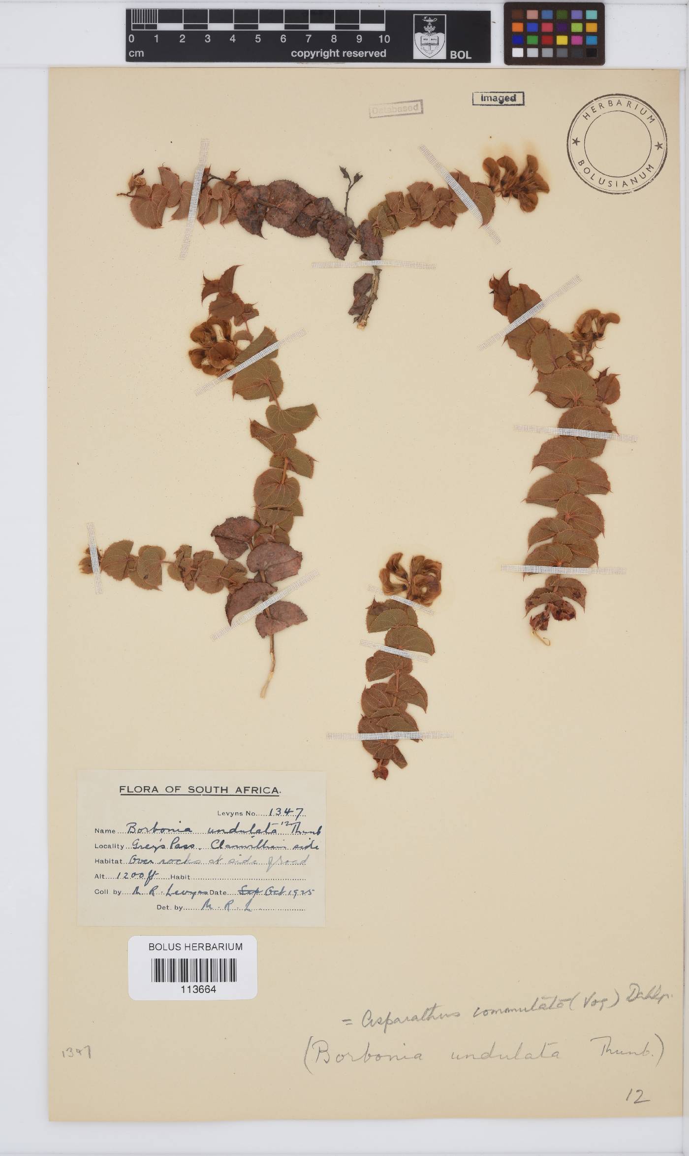 Aspalathus commutata image