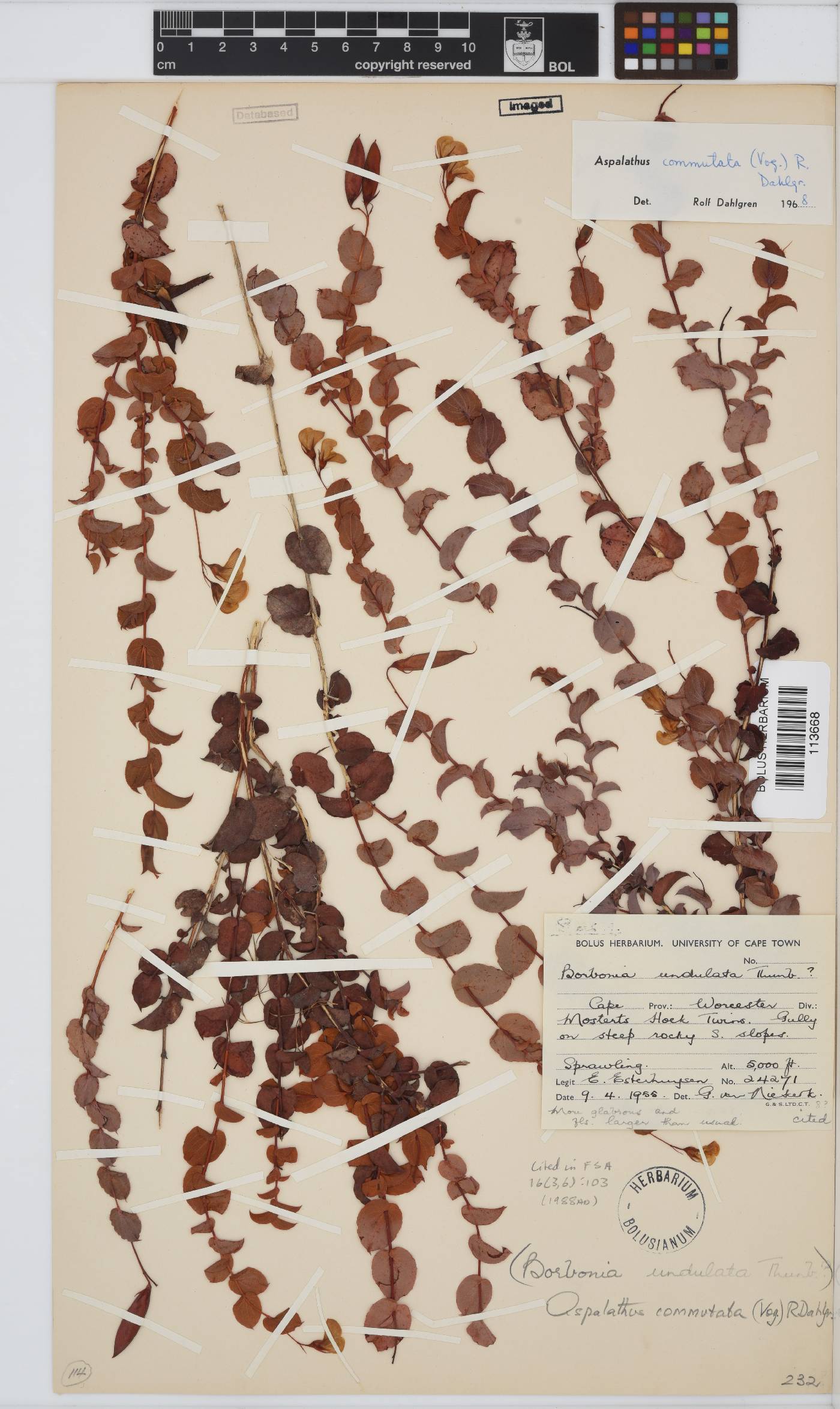 Aspalathus commutata image