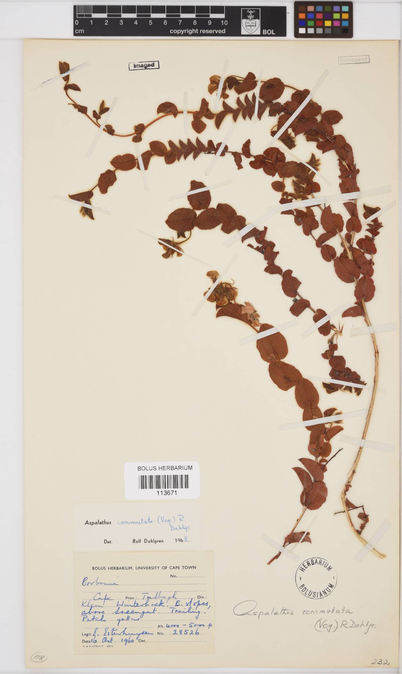 Aspalathus commutata image