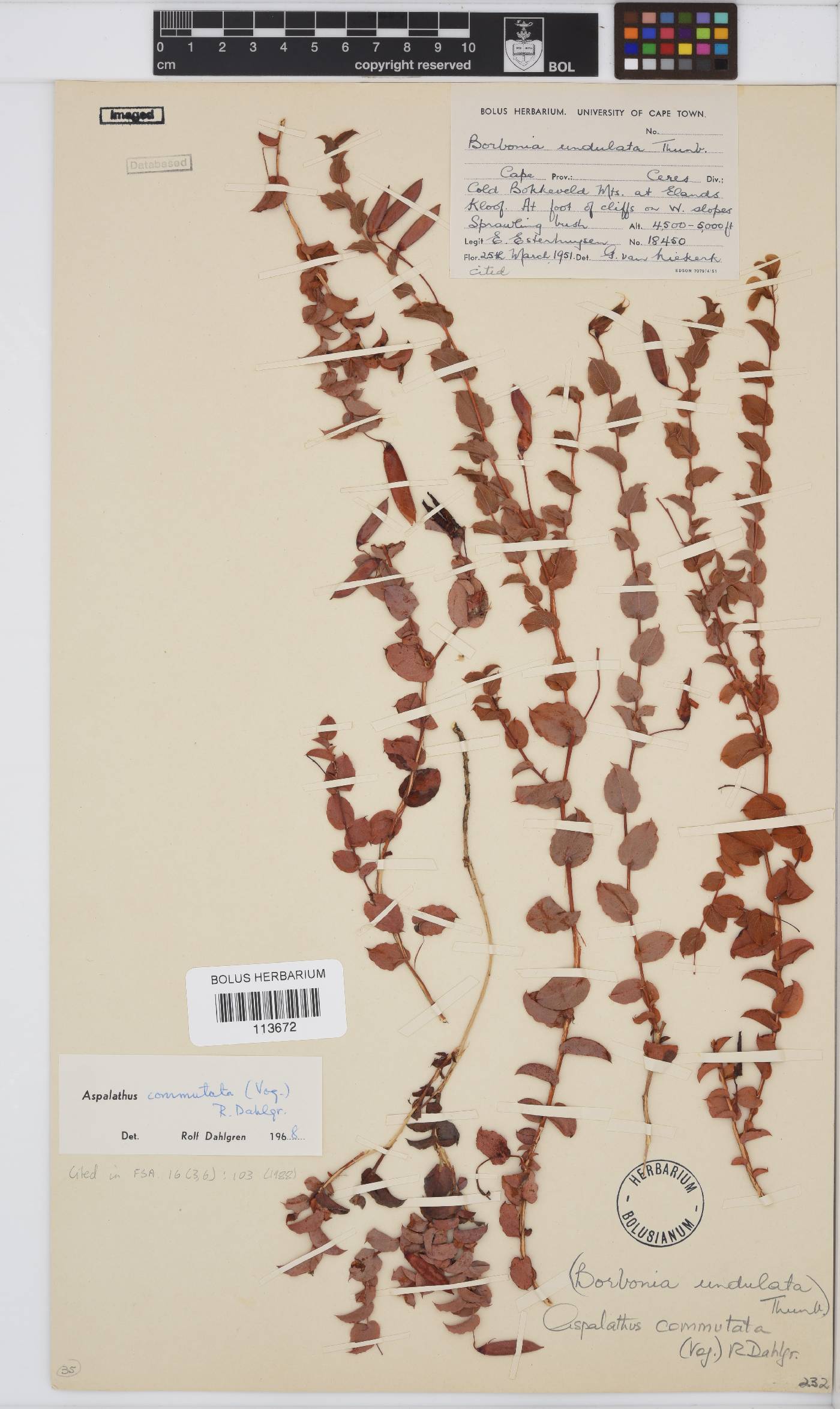 Aspalathus commutata image