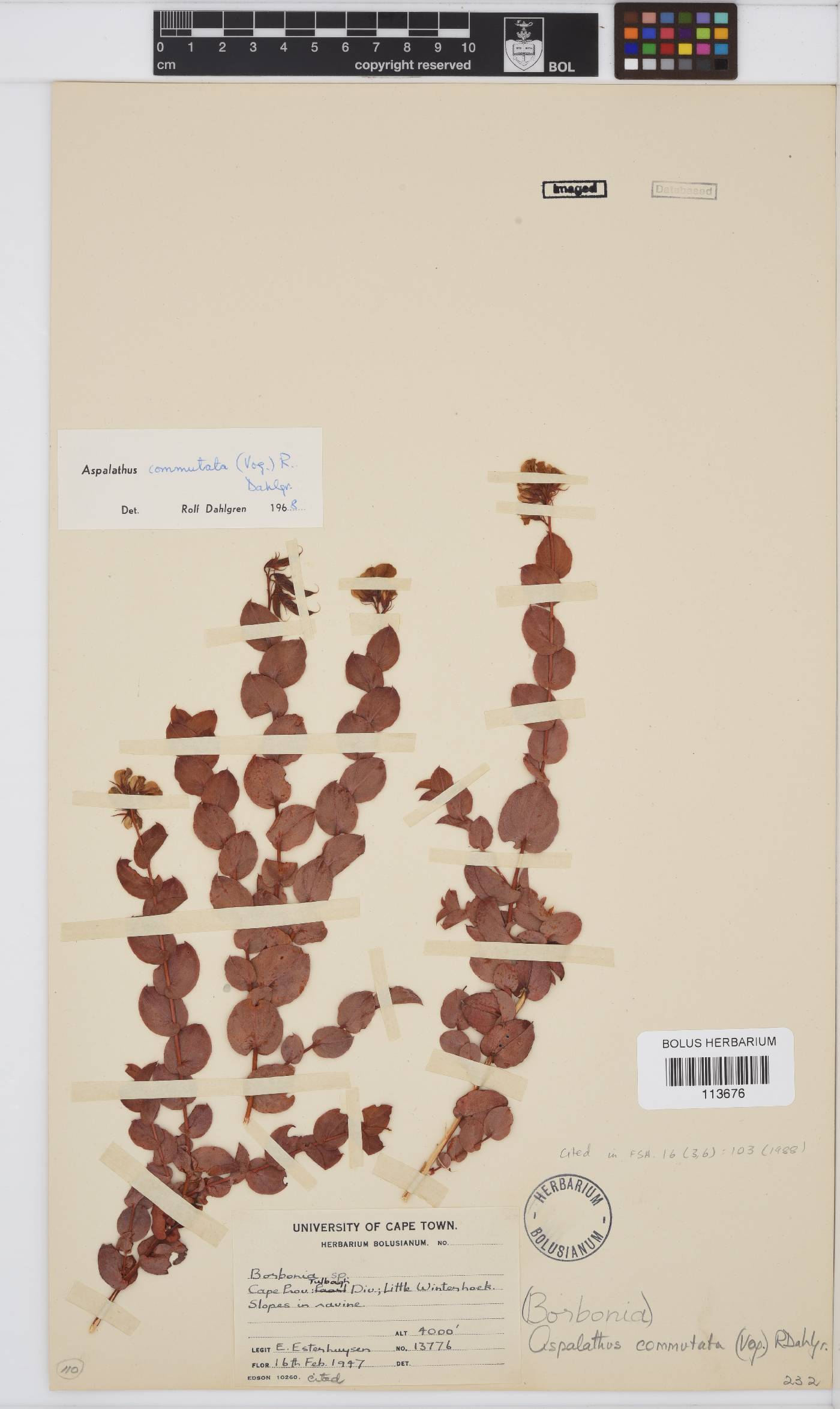 Aspalathus commutata image