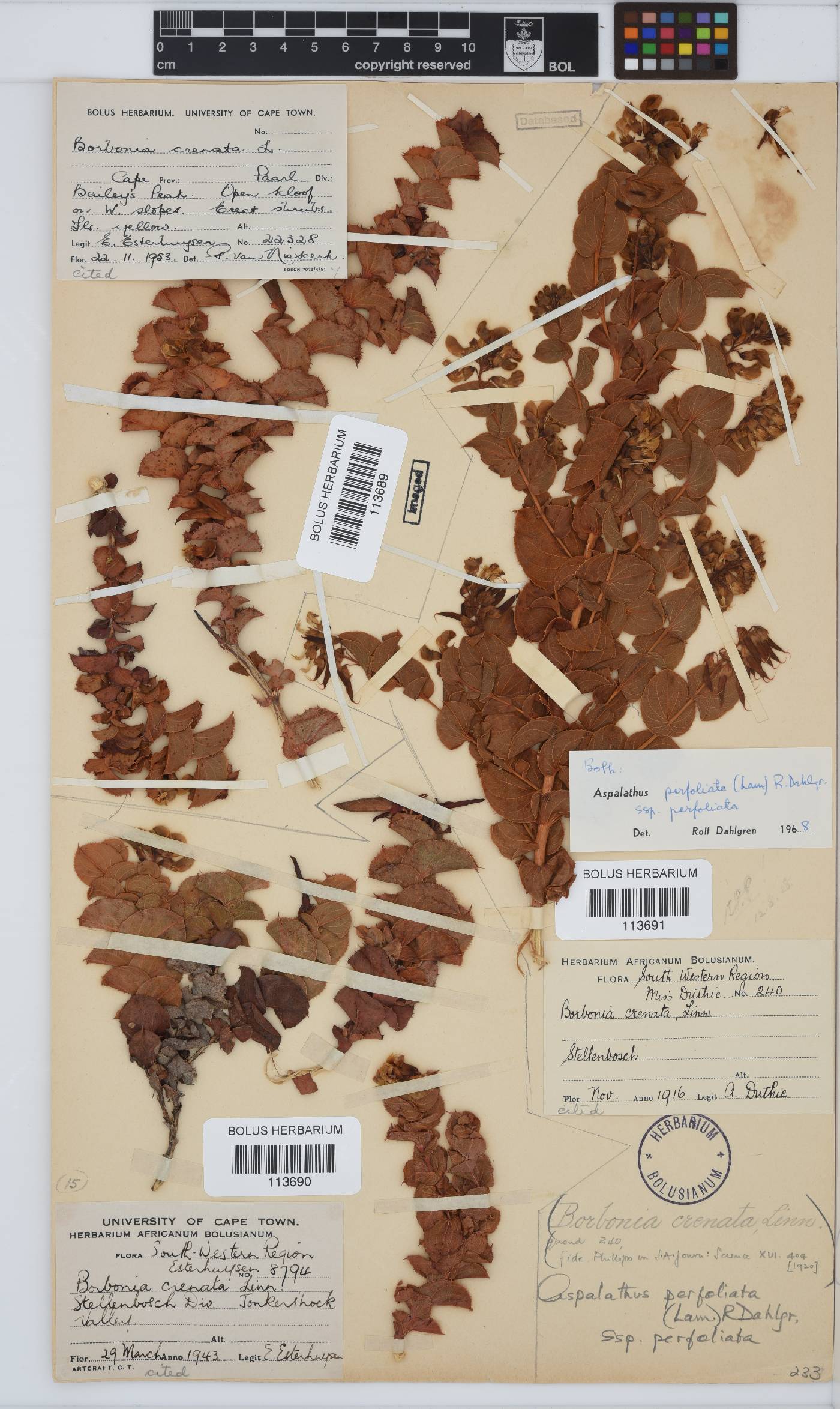 Aspalathus perfoliata subsp. perfoliata image