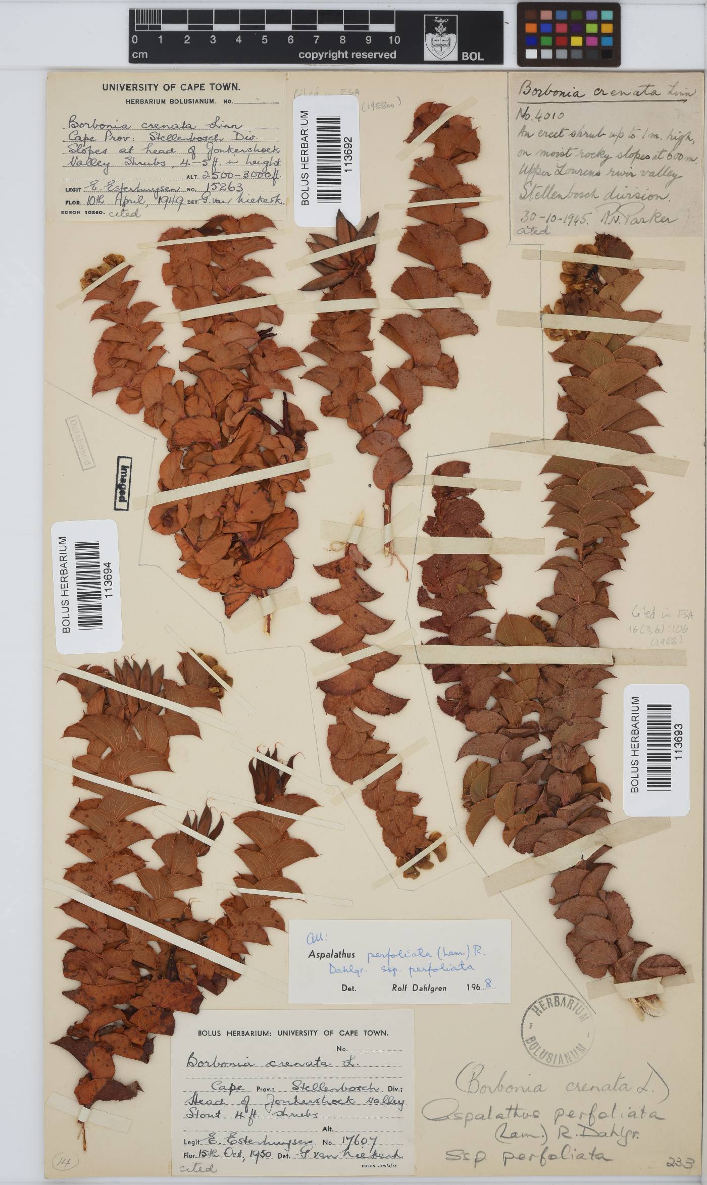 Aspalathus perfoliata subsp. perfoliata image