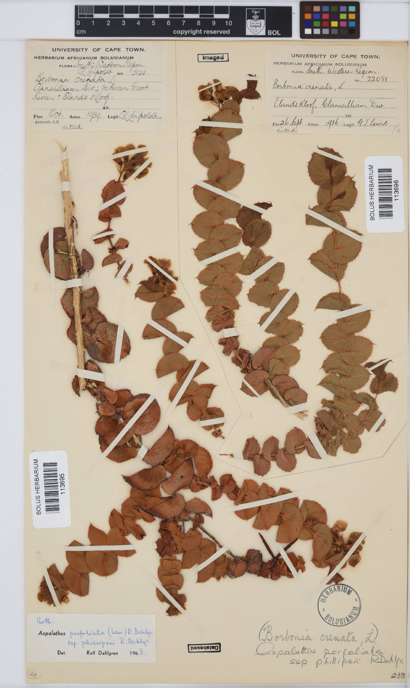 Aspalathus perfoliata image