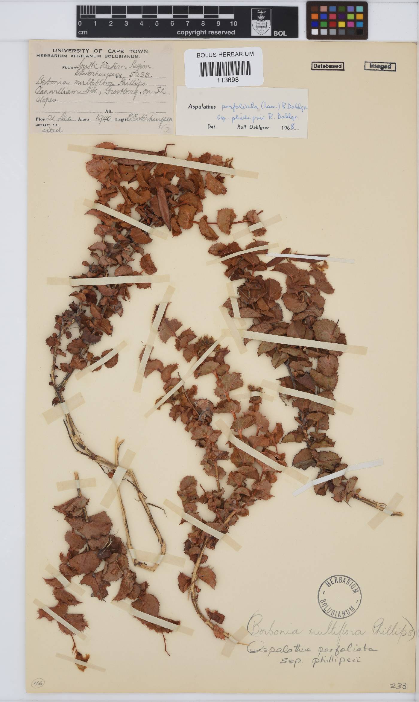 Aspalathus perfoliata subsp. phillipsii image