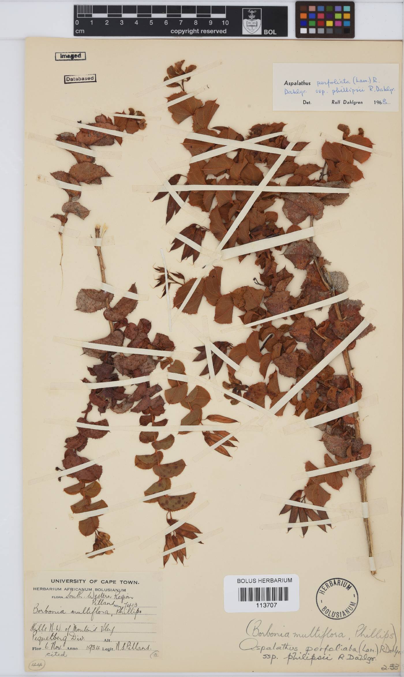 Aspalathus perfoliata subsp. phillipsii image