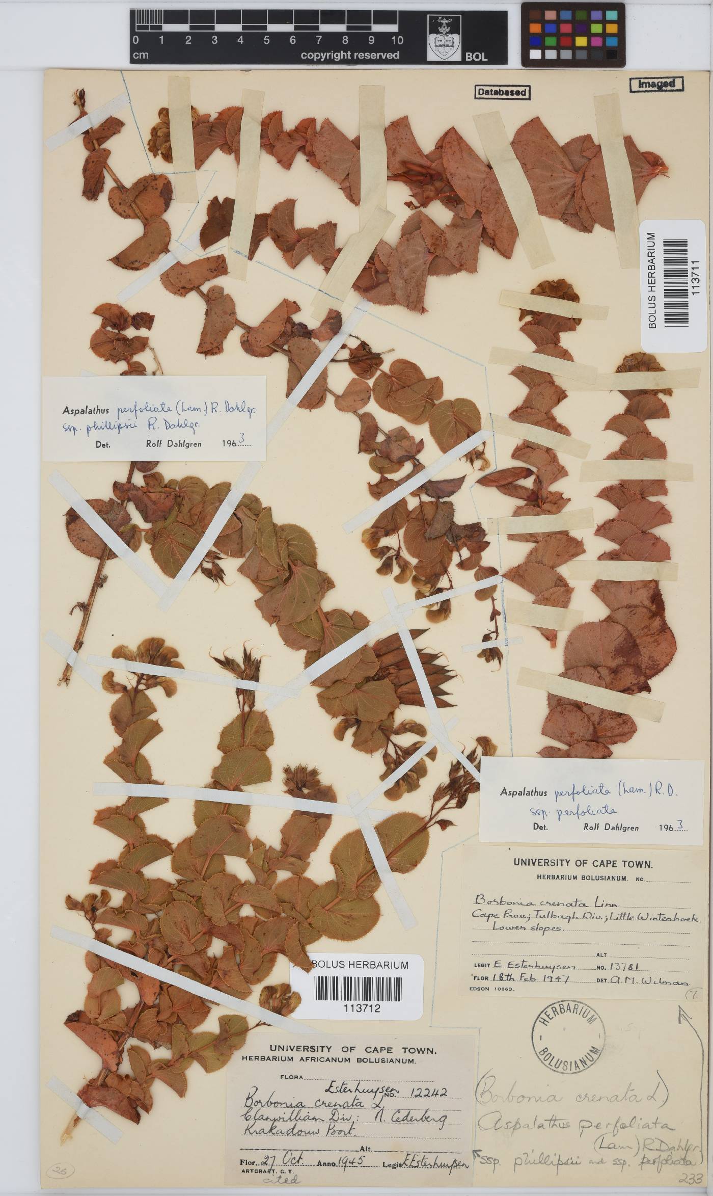 Aspalathus perfoliata image