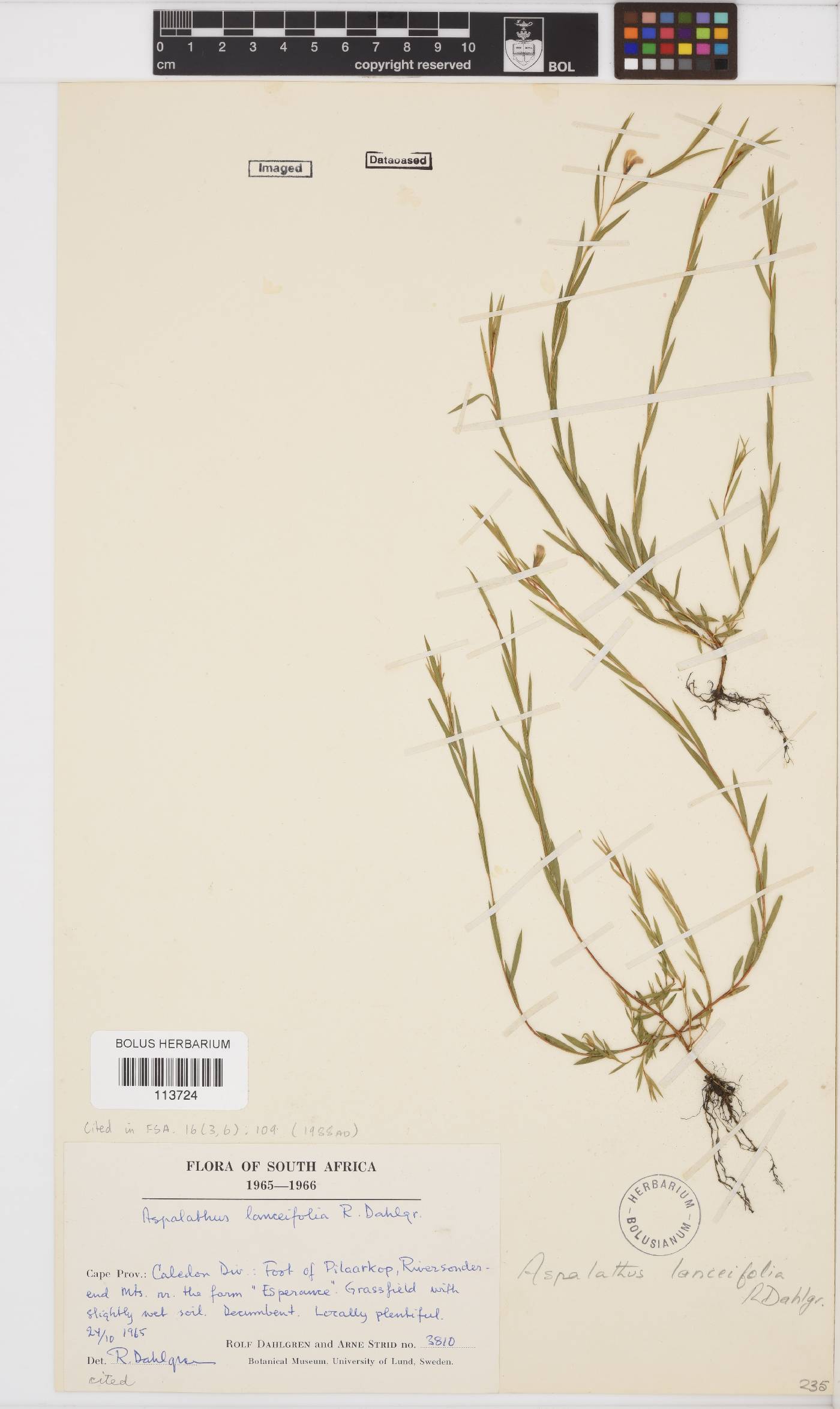 Aspalathus lanceifolia image