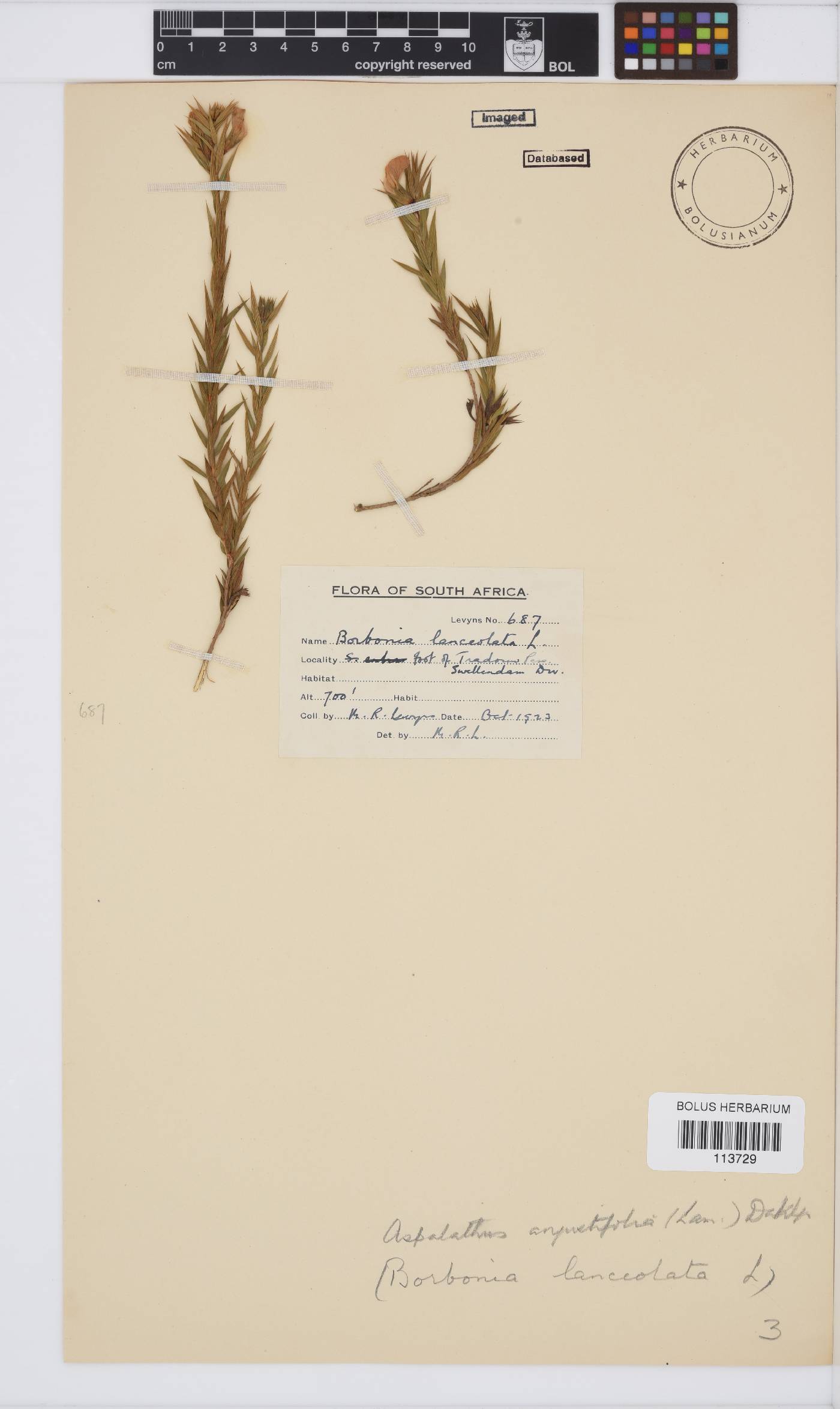 Aspalathus lanceifolia image