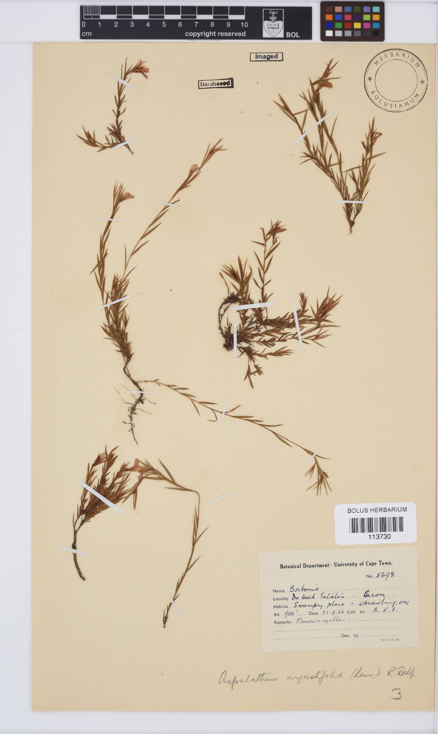 Aspalathus lanceifolia image