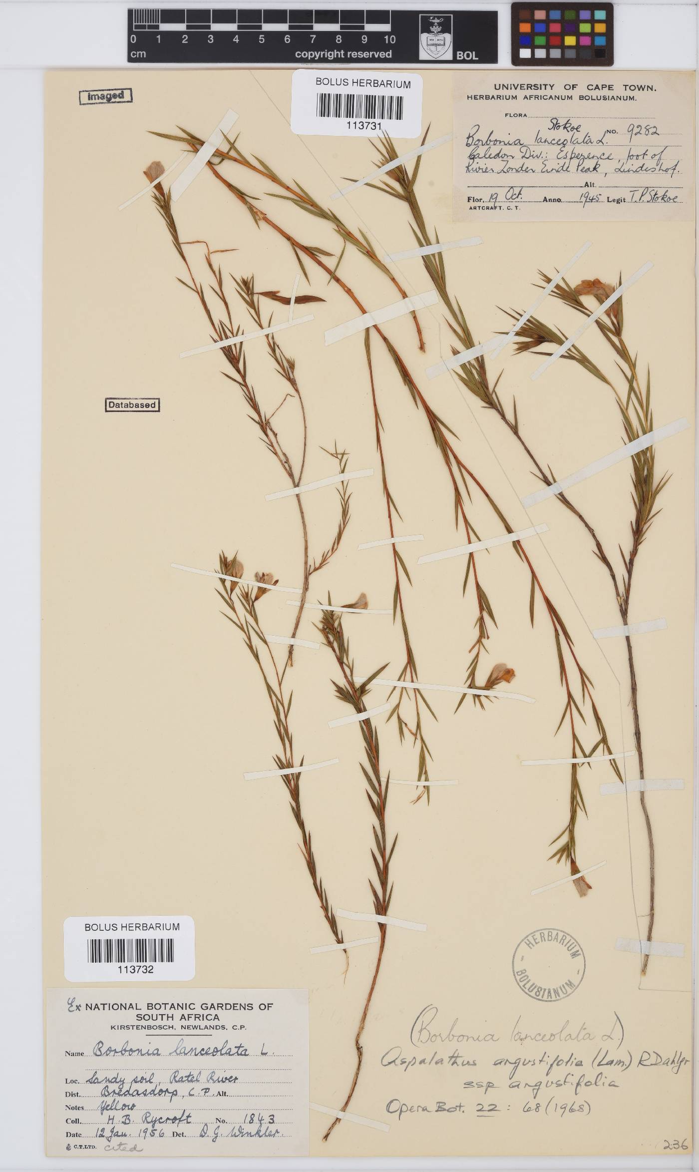 Aspalathus angustifolia subsp. angustifolia image