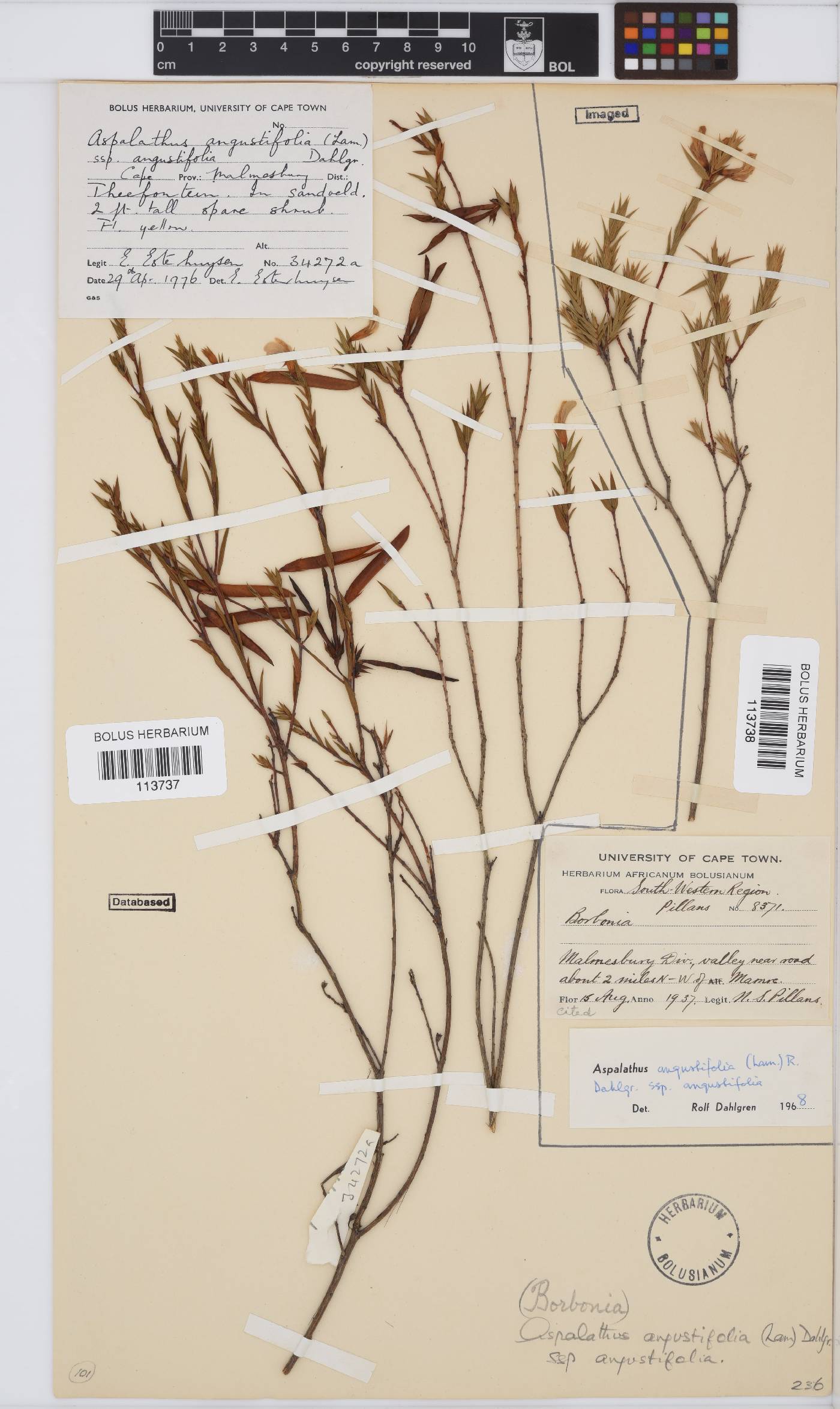 Aspalathus angustifolia subsp. angustifolia image