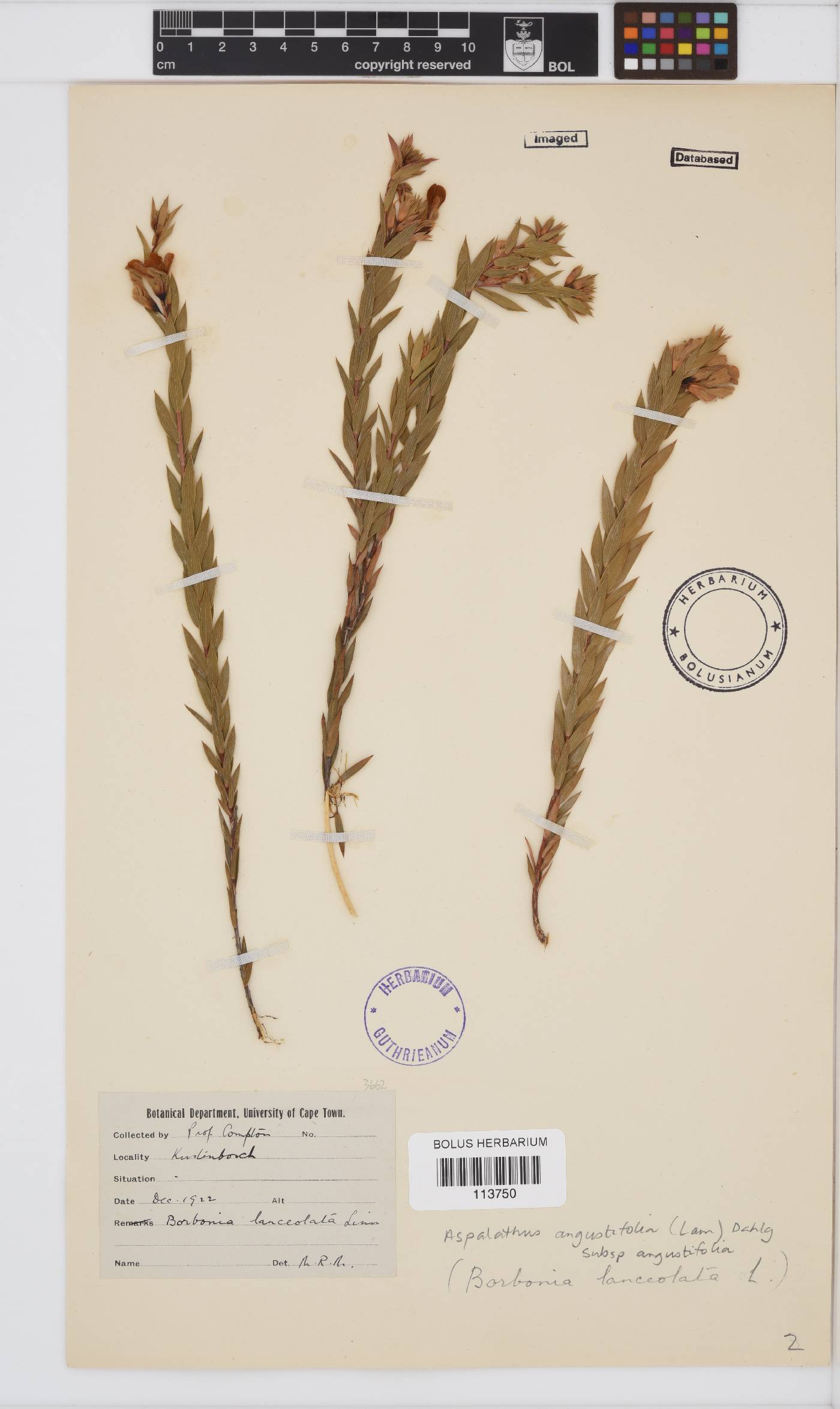 Aspalathus angustifolia subsp. angustifolia image