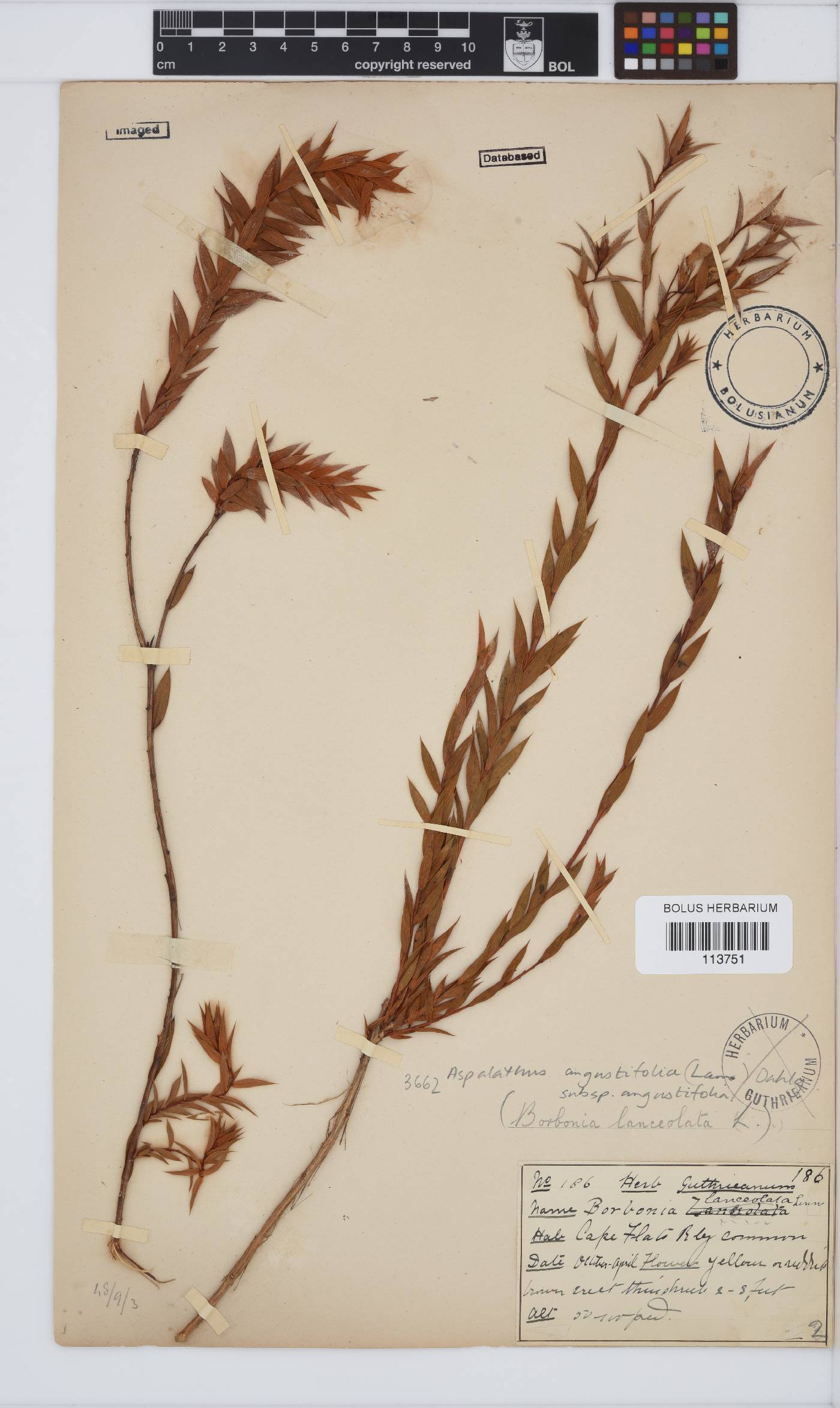 Aspalathus angustifolia image