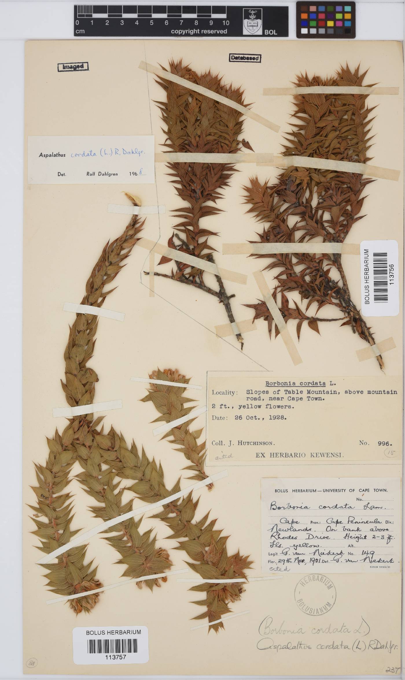 Aspalathus cordata image