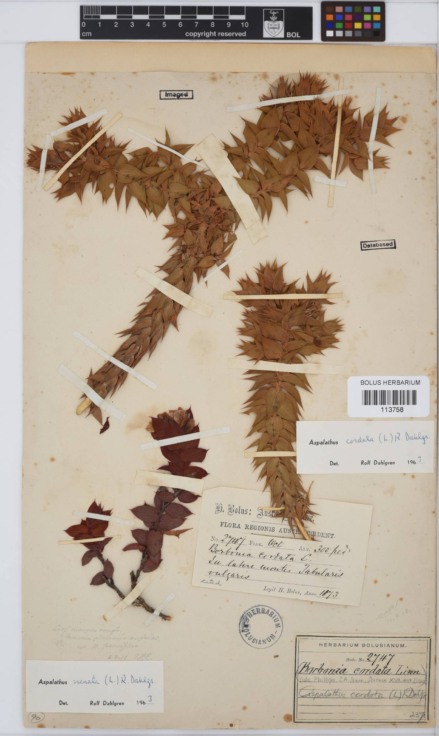Aspalathus cordata image