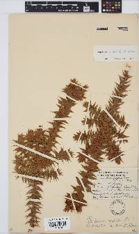Aspalathus cordata image