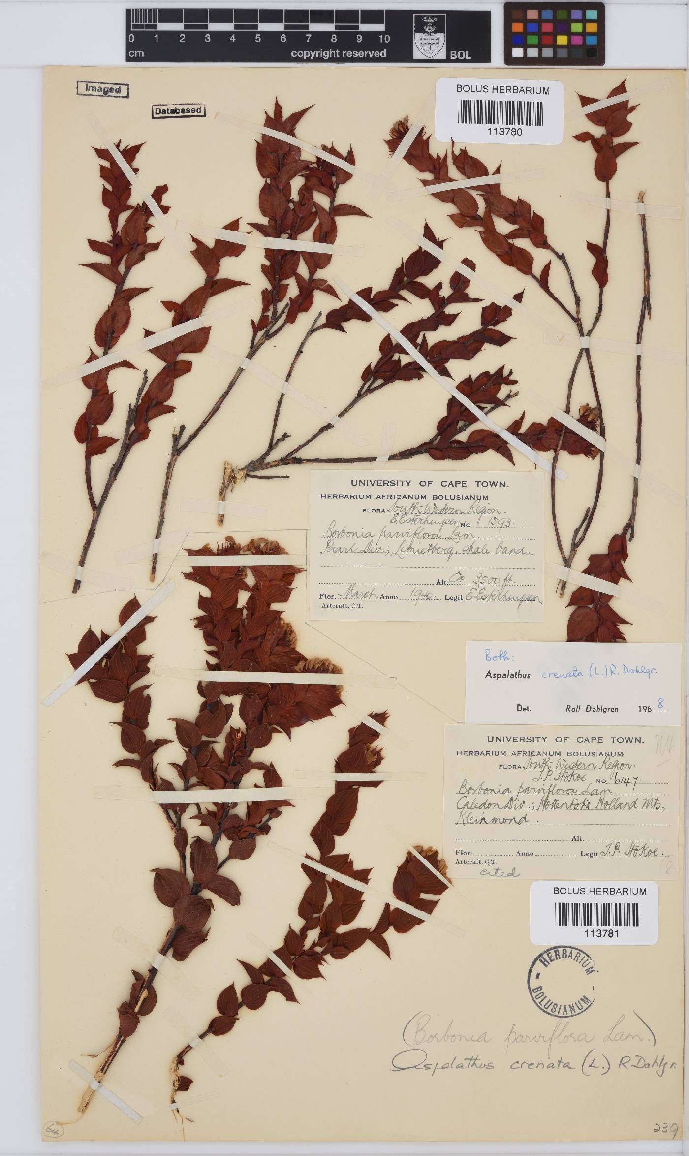 Aspalathus crenata image