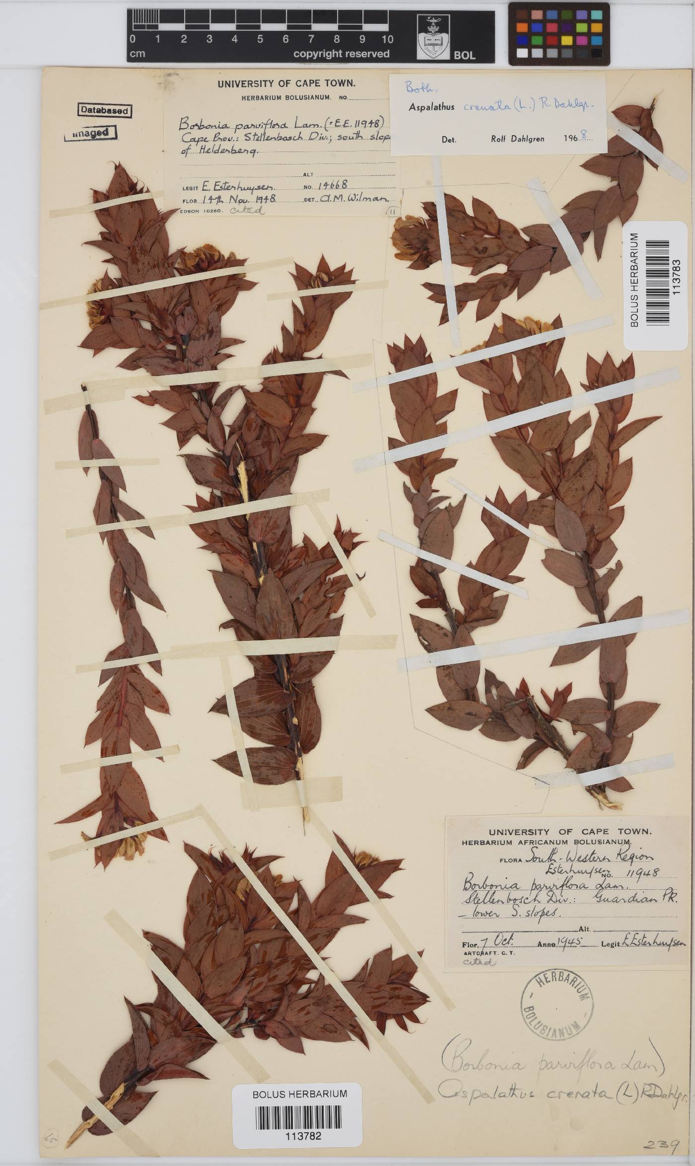 Aspalathus crenata image